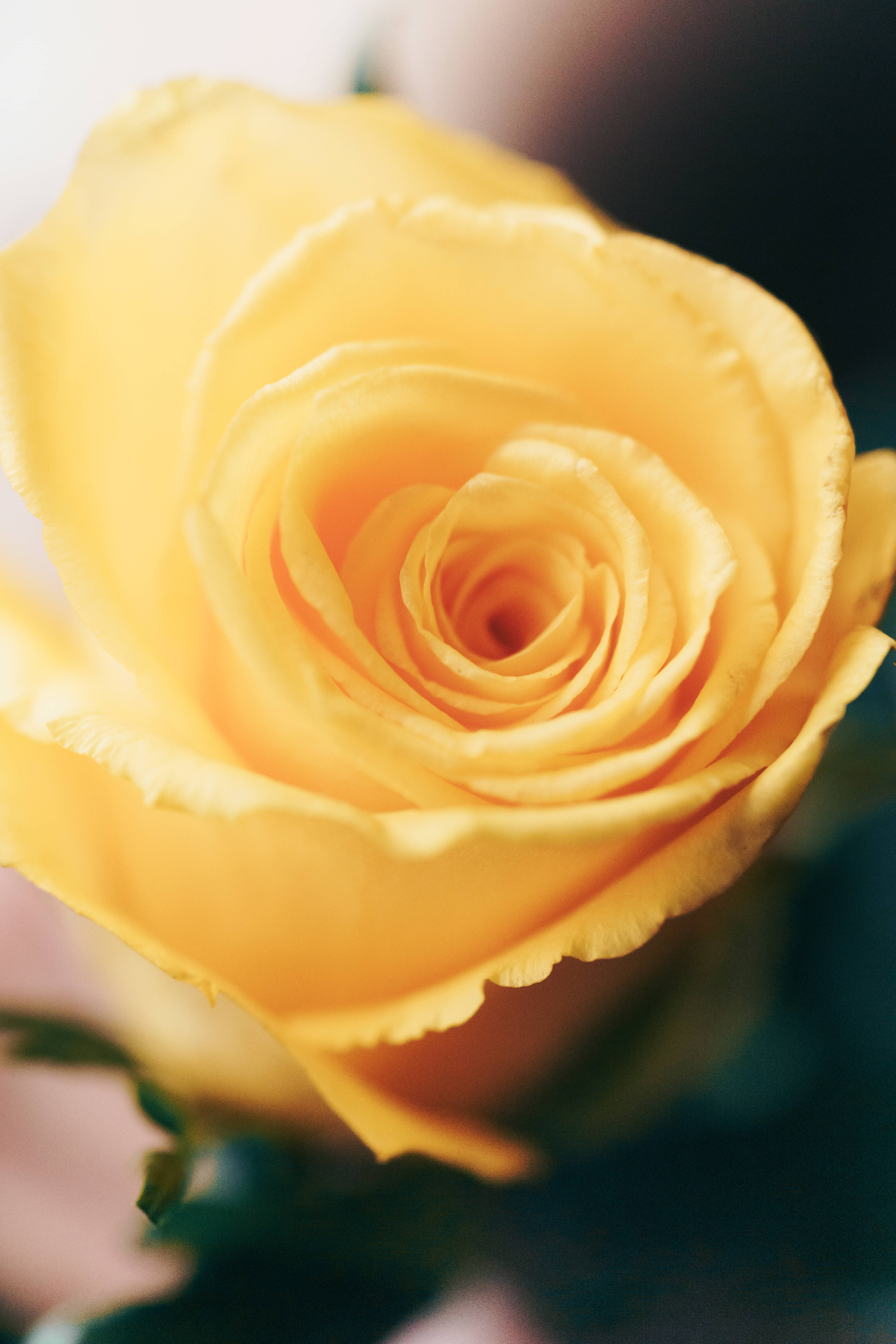 Rose HD 桌布 壁紙 — 鮮黃色玫瑰的特寫，柔軟的花瓣在模糊的背景上以精緻的螺旋展開。
