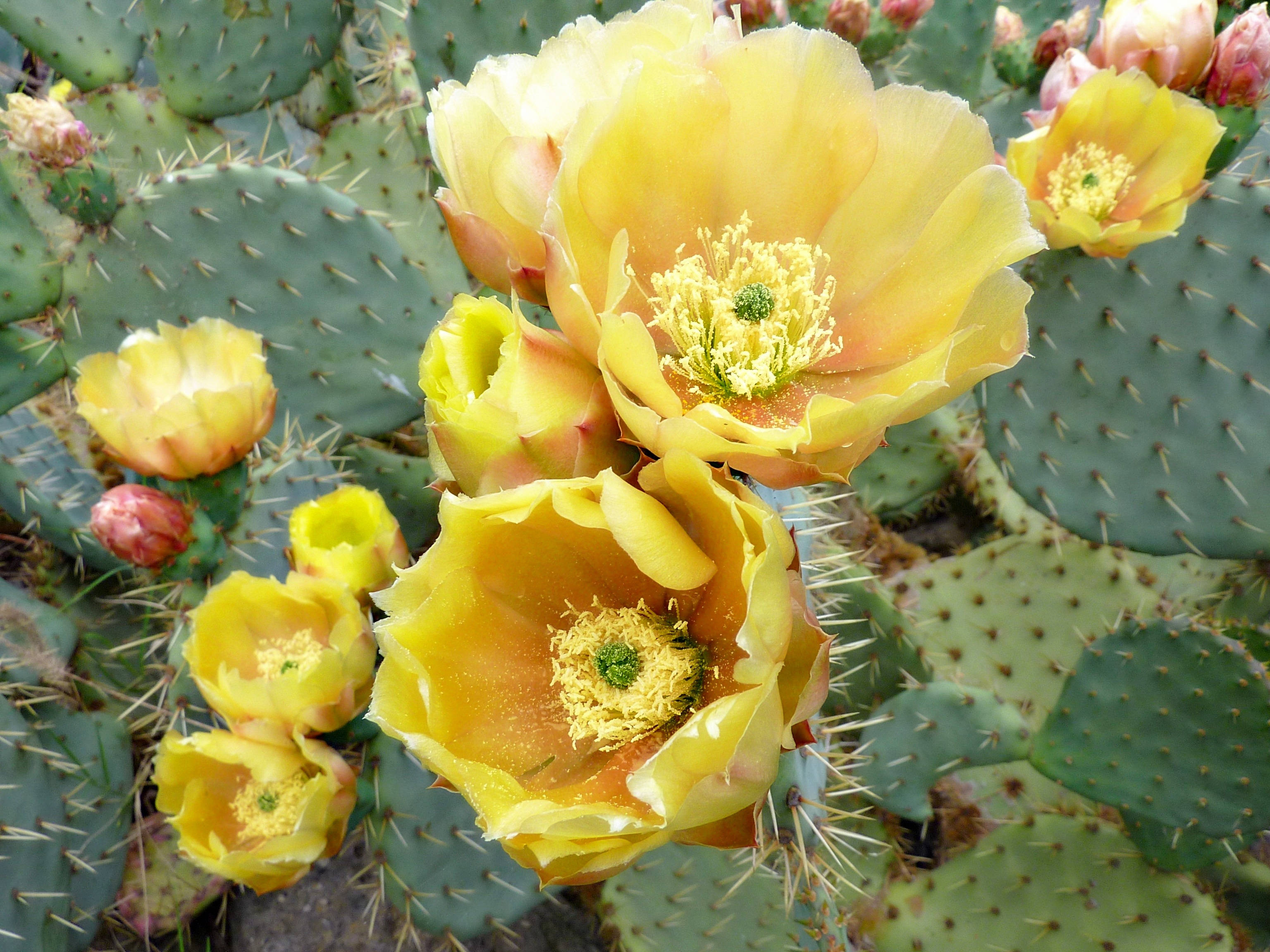 Cactus 桌布 壁紙 — 鮮黃色的仙人掌花在明亮的日光下，在多刺的綠色墊子間盛開。