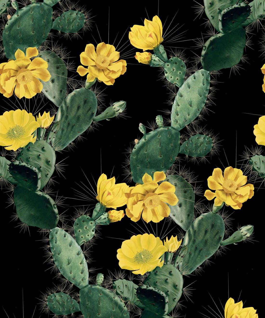 Cactus 桌布 壁紙 — 鮮黃色的仙人掌花在深綠色莖塊間盛開，背景為純黑色。