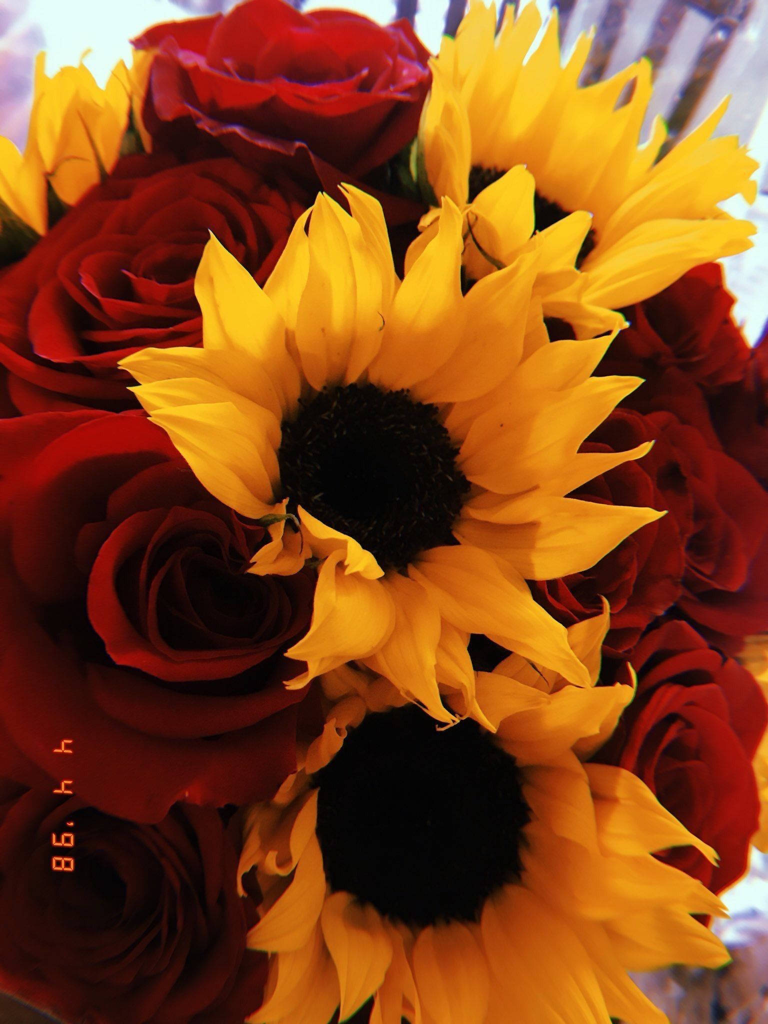 Roses 桌布 壁紙 — 鮮黃色的向日葵和深紅色的玫瑰在茂盛的花束中一起盛開。