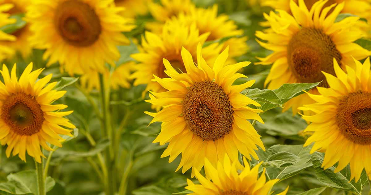 Beautiful Sunflower 桌布 壁紙 — 鮮黃色的向日葵在明亮的日光下，於茂盛的綠色田野中盛開。