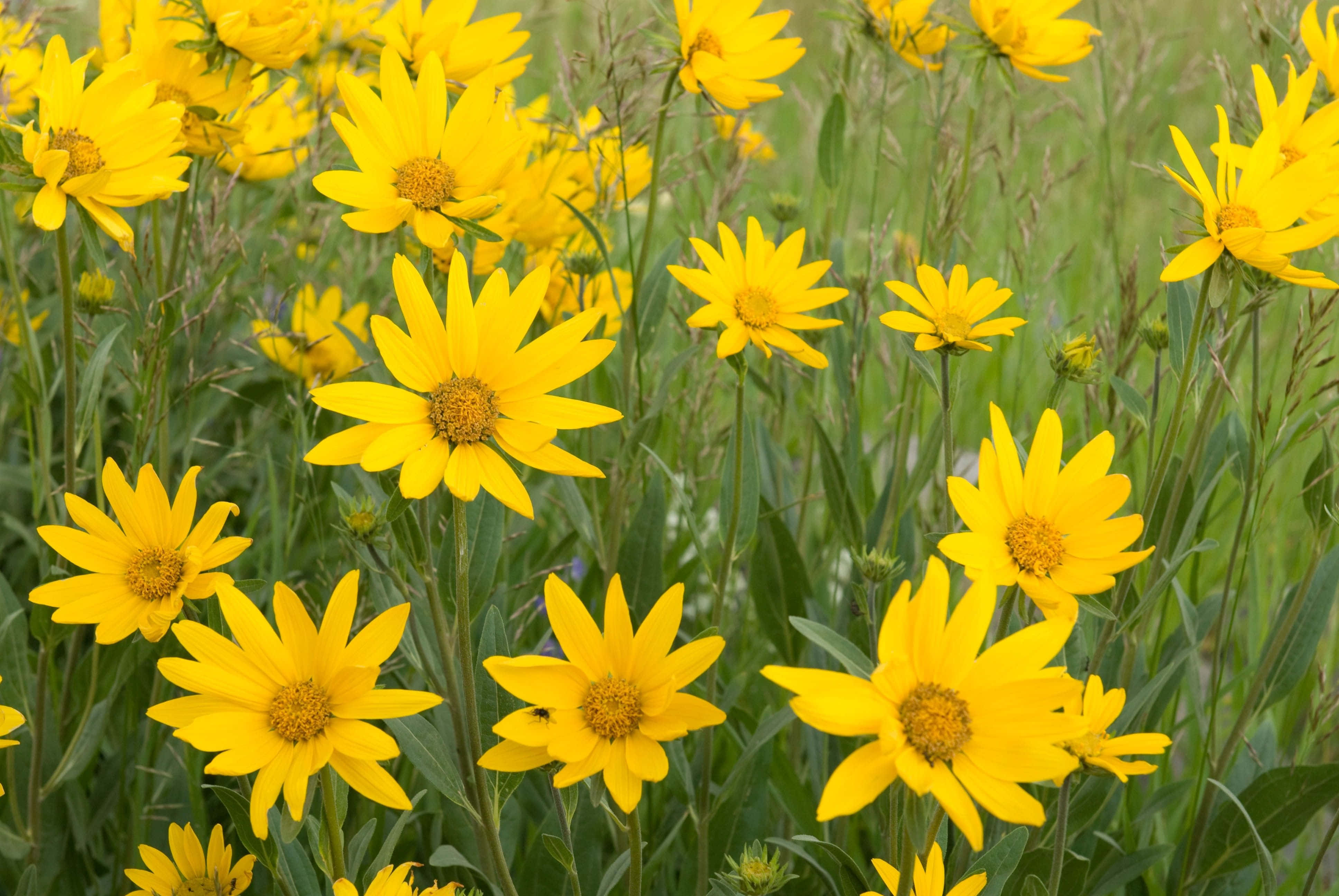 Yellow Daisy 桌布 壁紙 — 鮮黃色的向日葵在明亮的日光下，茂密地盛開在翠綠的草地上。