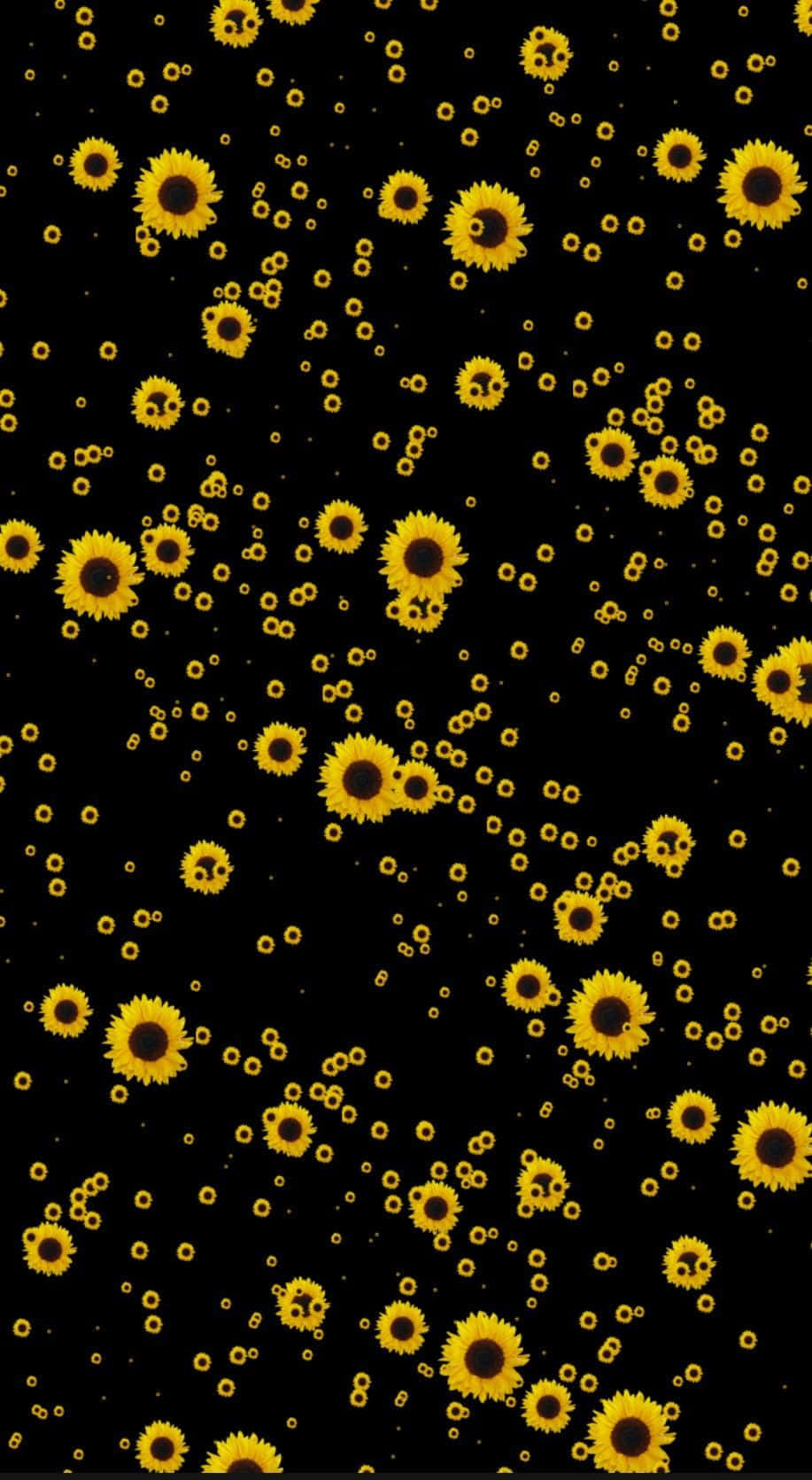 Sunflower Aesthetic iPhone 桌布 壁紙 — 鮮黃色的向日葵在純黑背景上以散落夢幻的圖案漂浮。