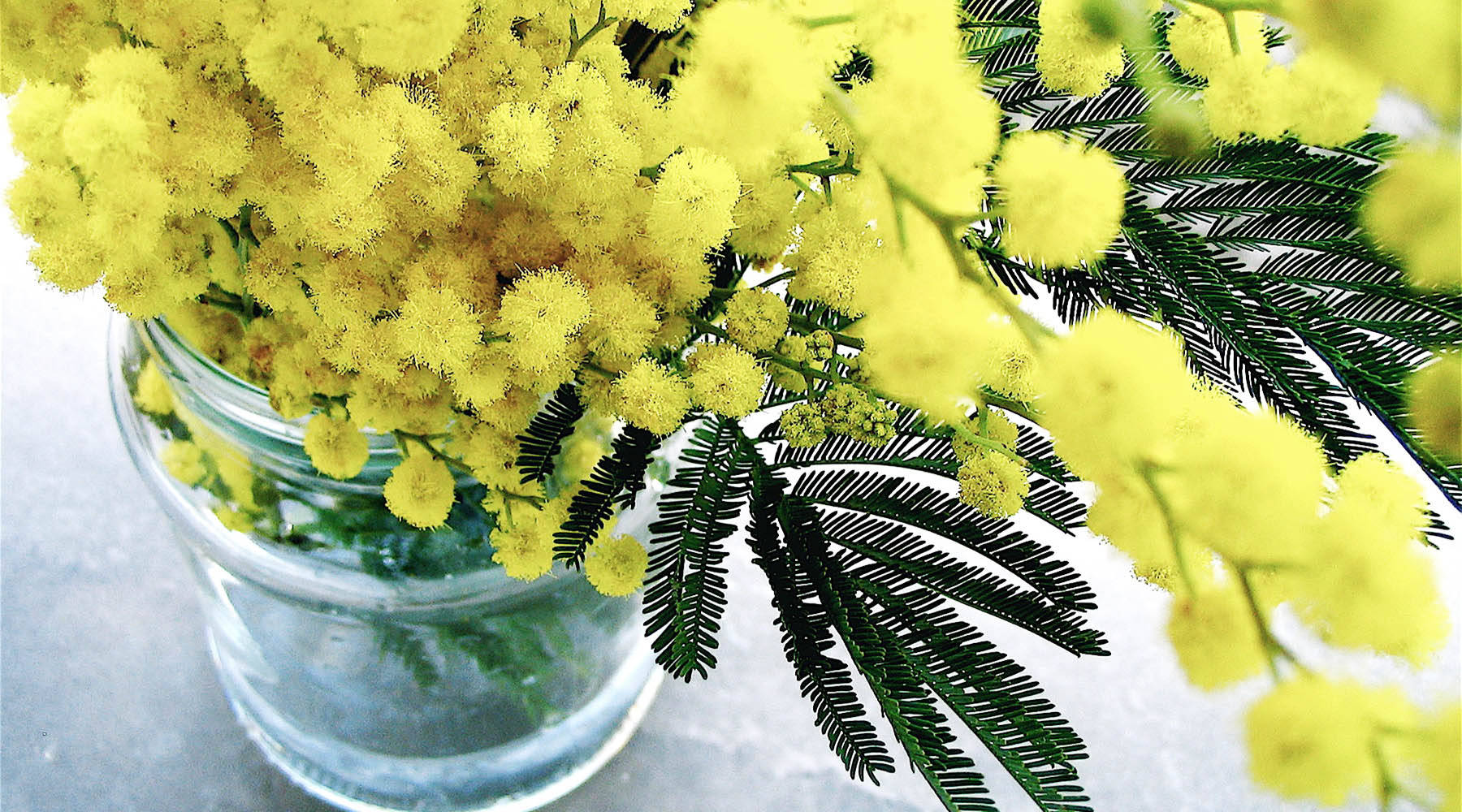 mimosa 桌布 壁紙 — 鮮黃色的含羞草花在透明玻璃罐中，深綠色羽毛狀葉子，襯著柔和的灰色背景。