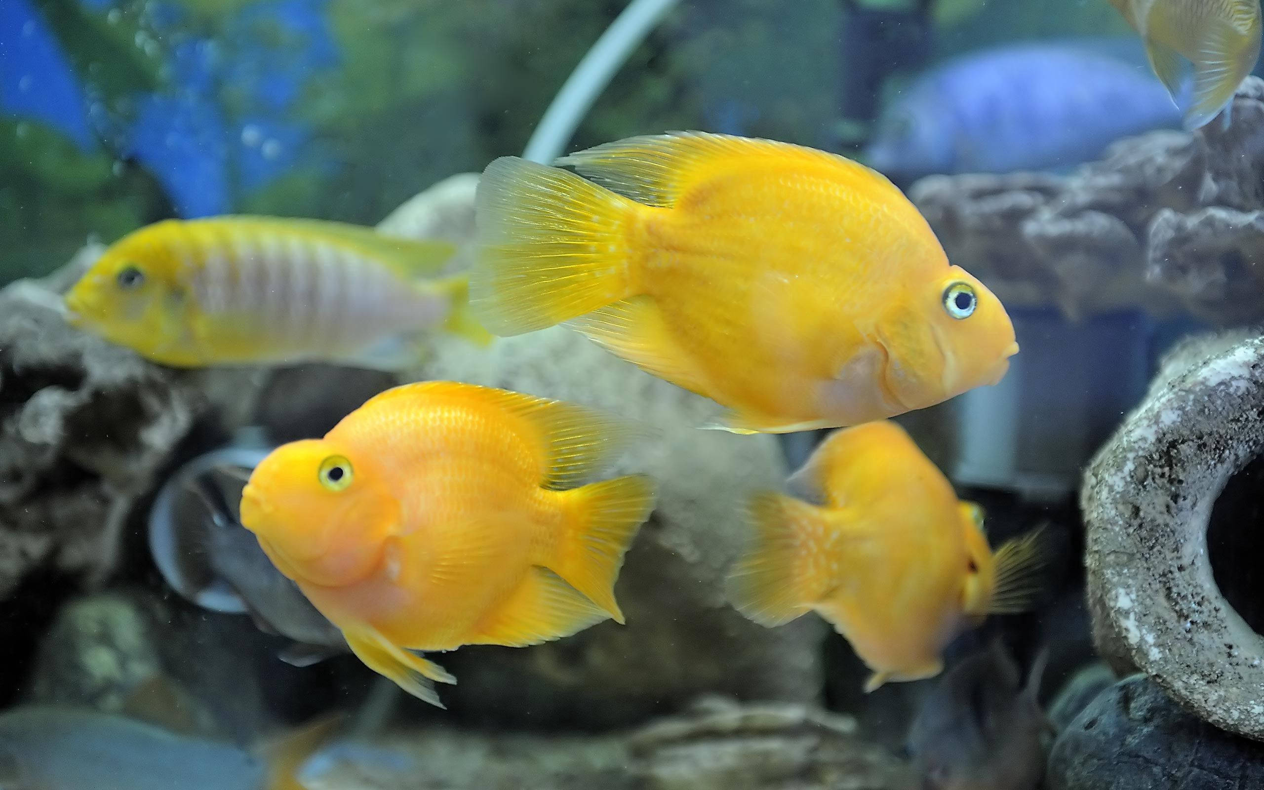 釣魚 桌布 壁紙 — 鮮黃色的慈鯛在柔和藍色背景燈光下，優雅地在岩石水族裝飾間游動。
