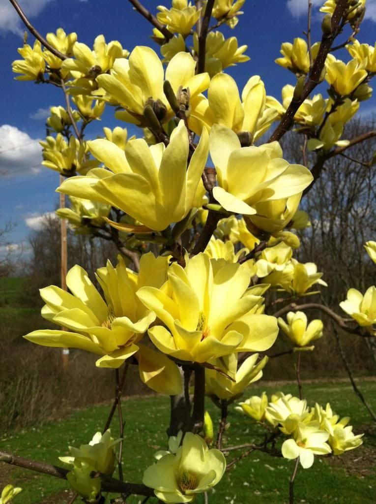 Tulip Tree 桌布 壁紙 — 鮮黃色的木蘭花在深色樹枝上密集盛開，映襯著清澈的藍天和柔軟的白雲。