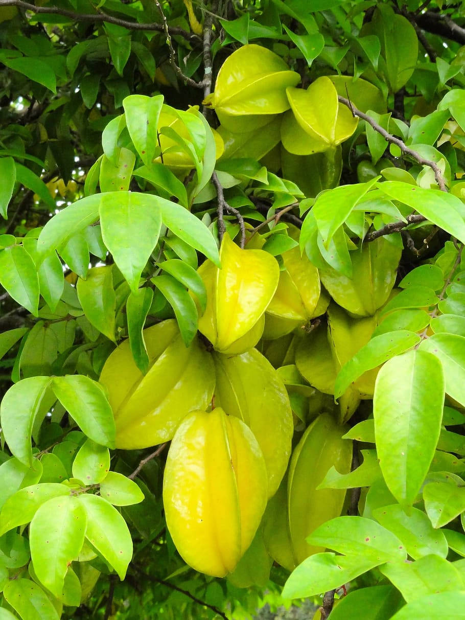 Fruit 桌布 壁紙 — 鮮黃色的楊桃成熟了，掛在熱帶樹枝上茂密的綠葉之間。