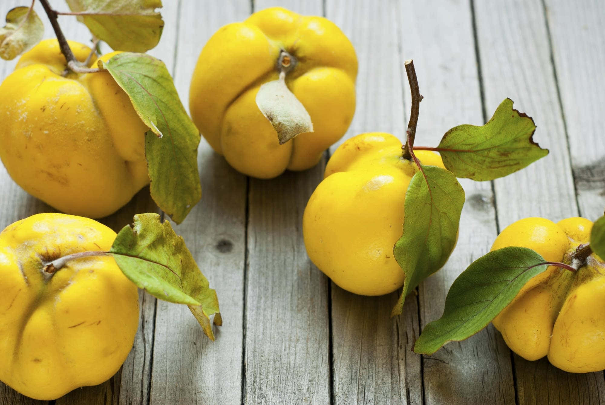 Quince 桌布 壁紙 — 鮮黃色的榲桲與綠葉放在經風化的木質表面上。