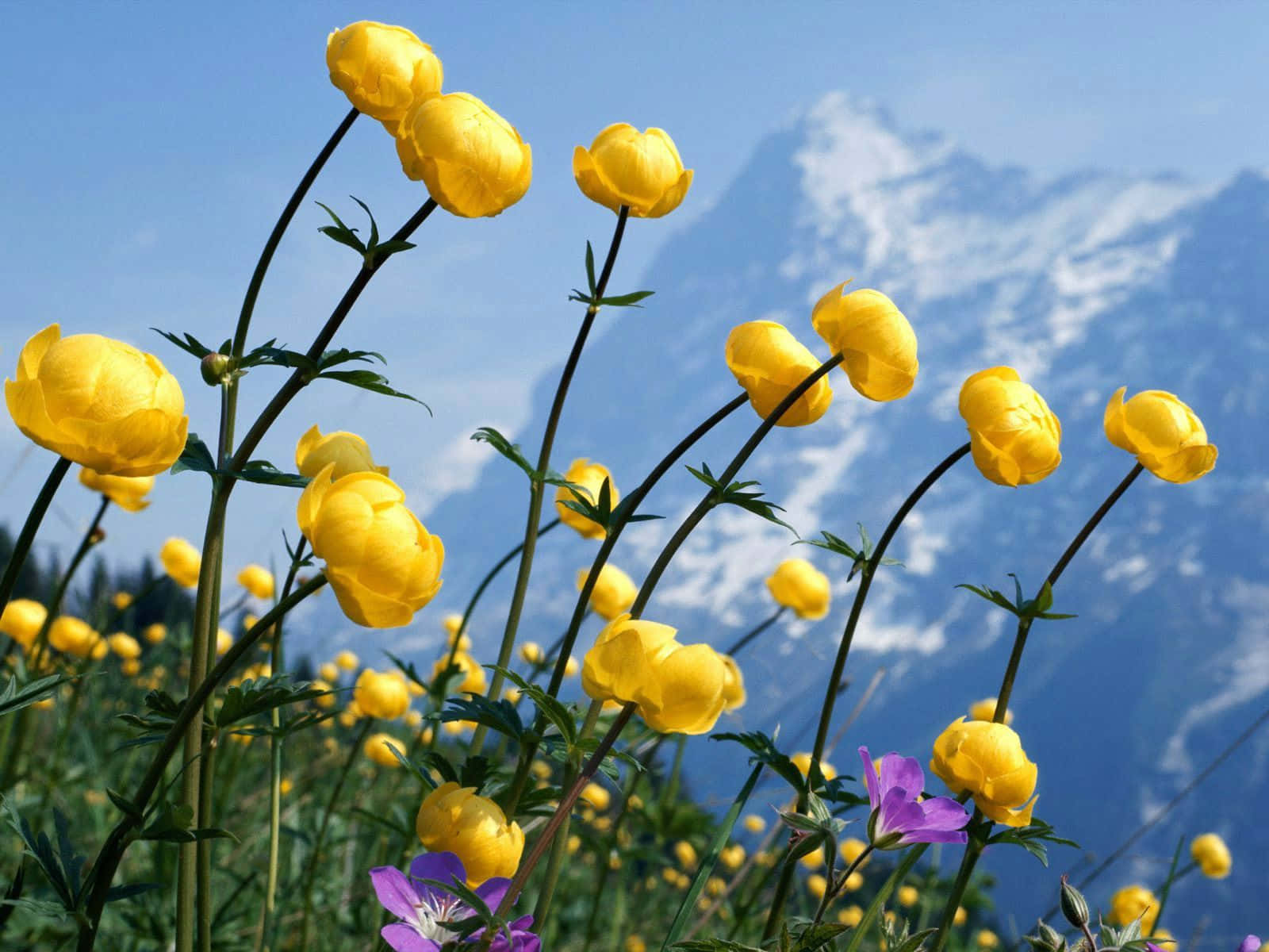 Flowers Laptop 桌布 壁紙 — 鮮黃色的毛茛在陽光明媚的草地上盛開，背後是白雪覆蓋的山脈，在清澈的藍天下聳立。