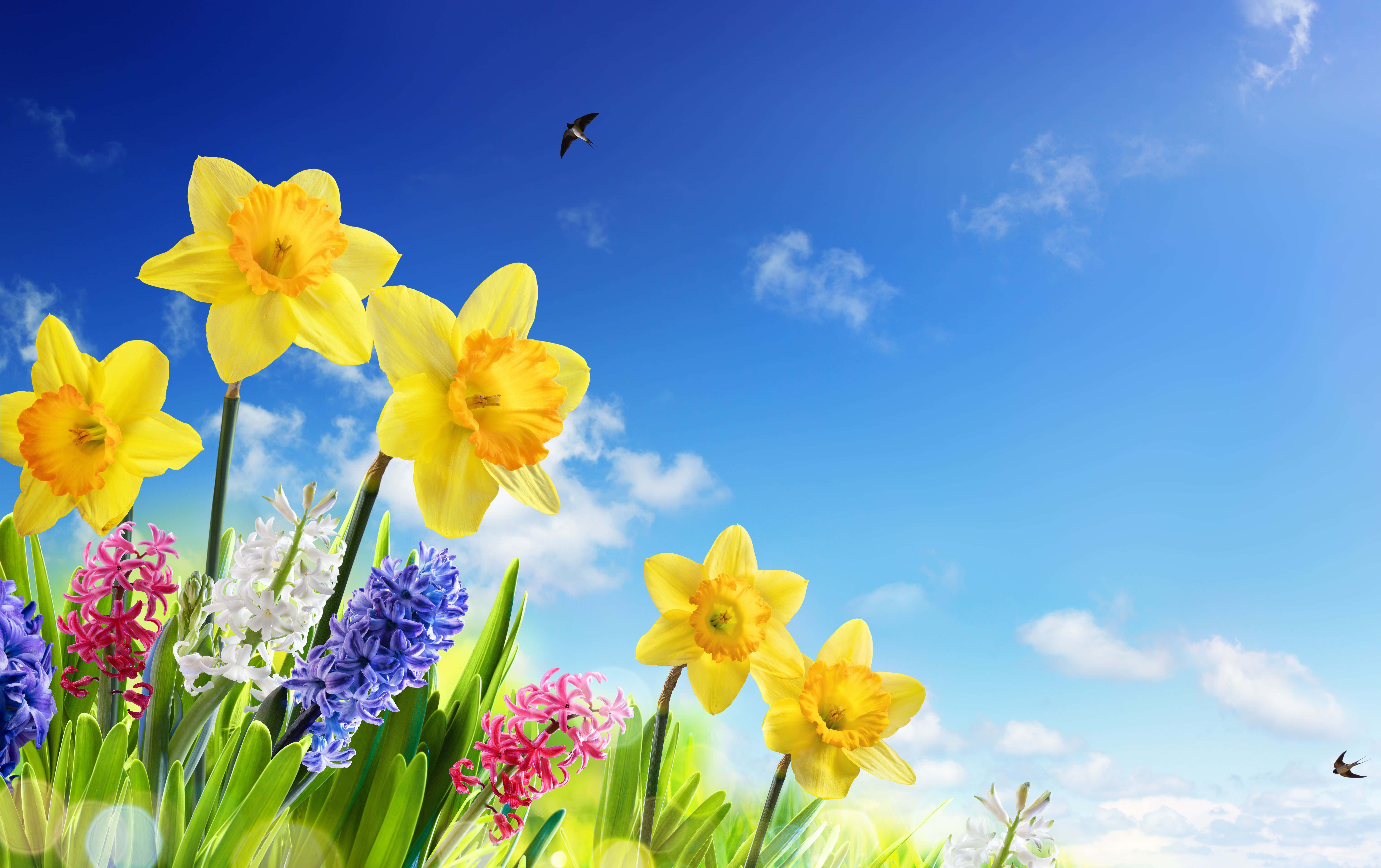 Spring Sky 桌布 壁紙 — 鮮黃色的水仙花和色彩繽紛的風信子在明亮的藍天下盛開，天空中有散落的雲朵和兩隻飛鳥。