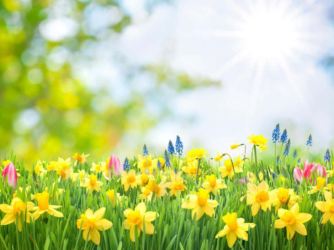 Daffodils 桌布 壁紙 — 鮮黃色的水仙花和藍色的風信子在陽光明媚的天空下，在茂密的綠草中盛開。