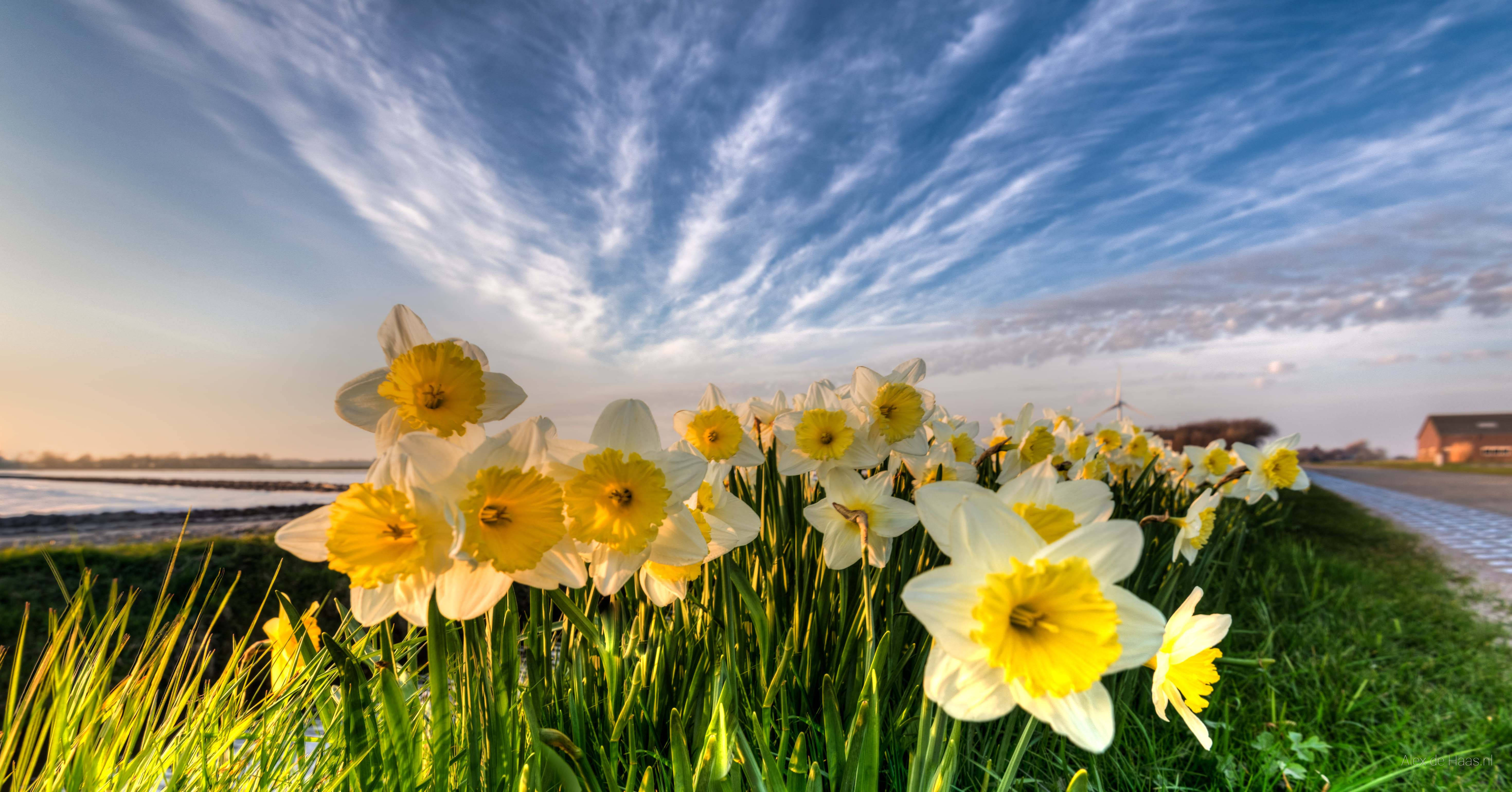 Narcissus 桌布 壁紙 — 鮮黃色的水仙花在日出時分，在藍天白雲下茂盛的綠草中盛開。