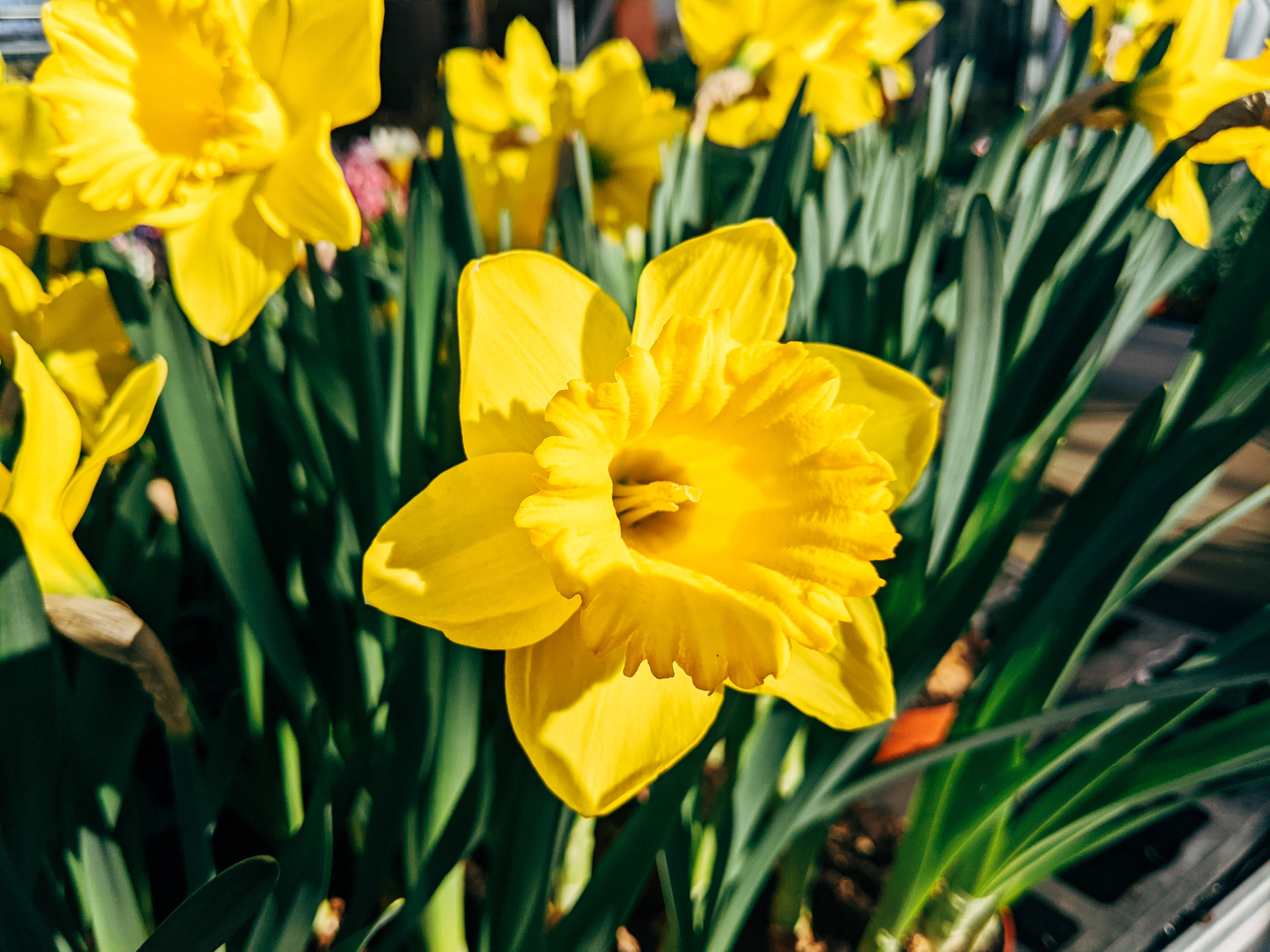 Daffodil 桌布 壁紙 — 鮮黃色的水仙花在明亮的陽光下盛開，伴隨著花園中茂盛的綠葉。