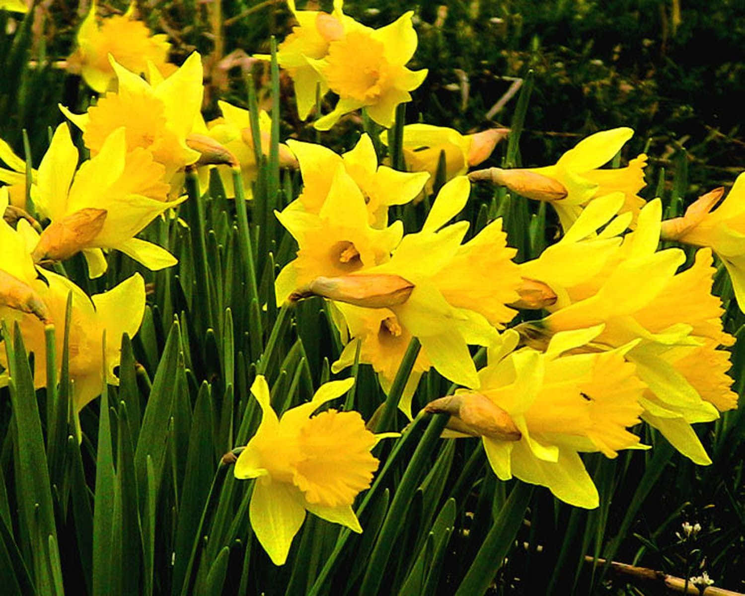 Daffodil 桌布 壁紙 — 鮮黃色的水仙花在柔和的日光下，於茂盛的綠色田野中盛開。