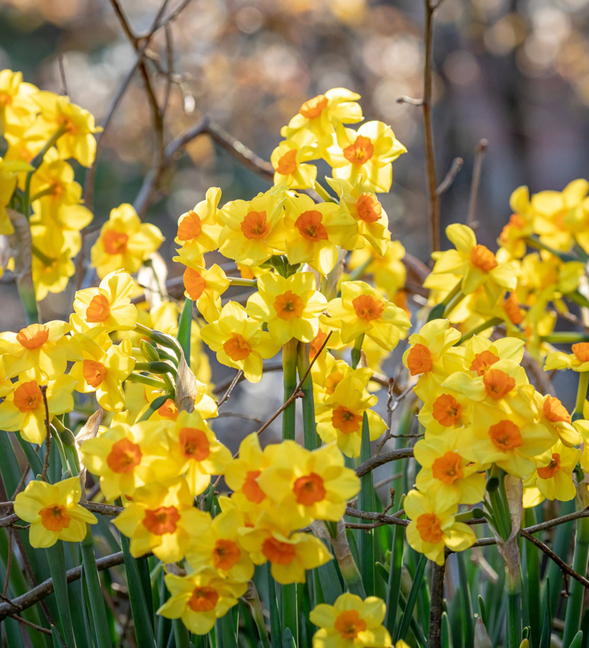 Narcissus 桌布 壁紙 — 鮮黃色的水仙花在柔和的模糊背景下，襯托著光禿的樹枝和大地色調，燦爛盛開。