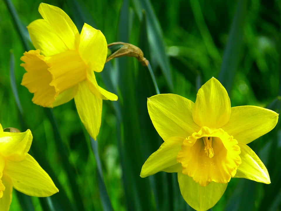 Daffodil 桌布 壁紙 — 鮮黃色的水仙花在柔和的自然光下，在茂密的綠色草地背景上燦爛盛開。