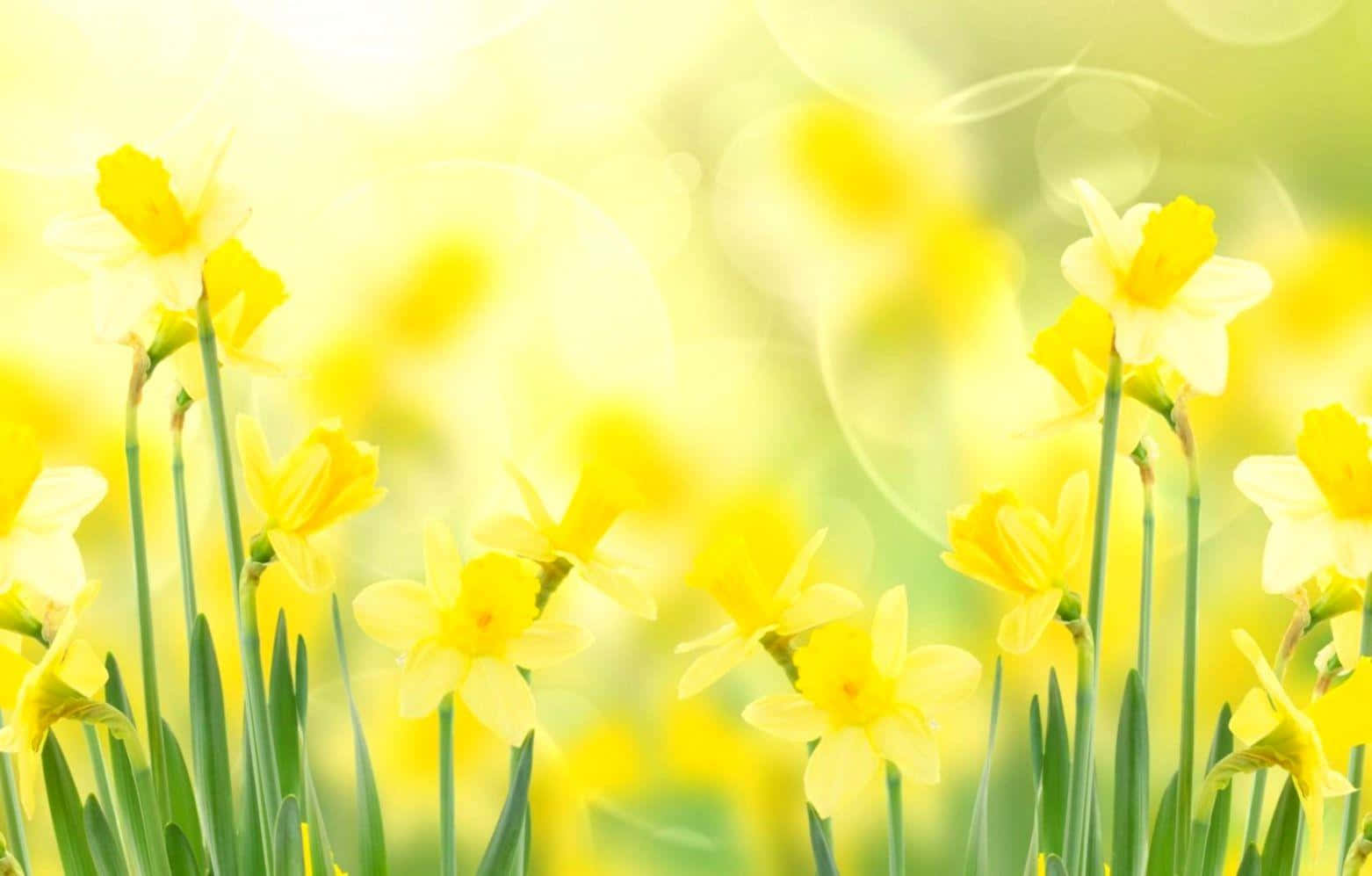 Yellow Daffodils 桌布 壁紙 — 鮮黃色的水仙花在柔和陽光下盛開，背景帶有夢幻般的散景效果。