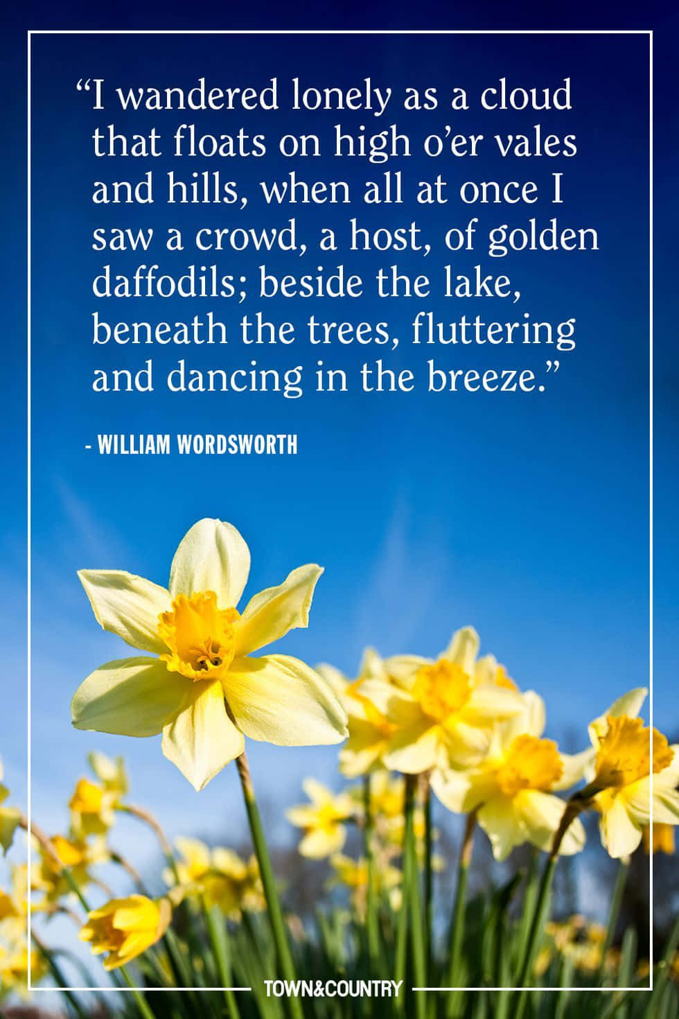 Spring Inspirational 桌布 壁紙 — 鮮黃色的水仙花在清澈的藍天下盛開，並疊加了威廉·華茲華斯的引言。