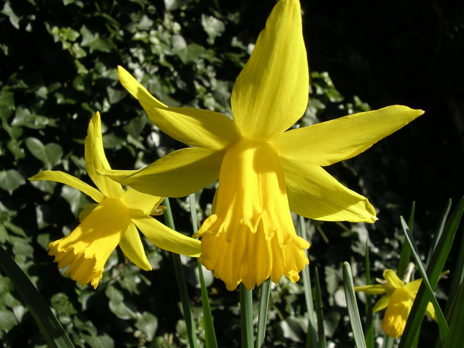 Daffodil 桌布 壁紙 — 鮮黃色的水仙花在溫暖陽光下，以茂密的綠色常春藤為背景，燦爛盛開。
