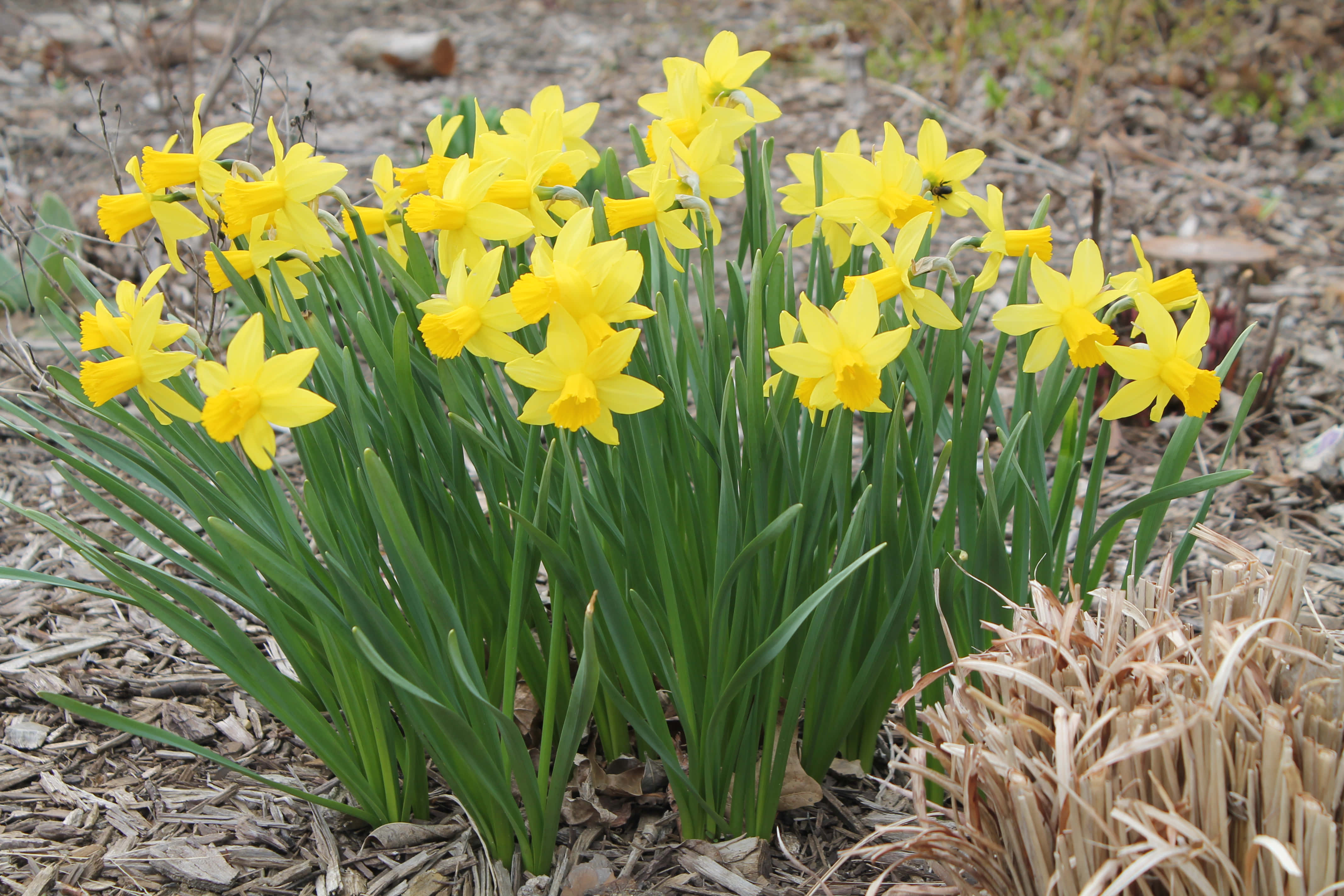 Daffodil 桌布 壁紙 — 鮮黃色的水仙花在綠色莖和棕色覆蓋物之間，在柔和日光下簇擁盛開。