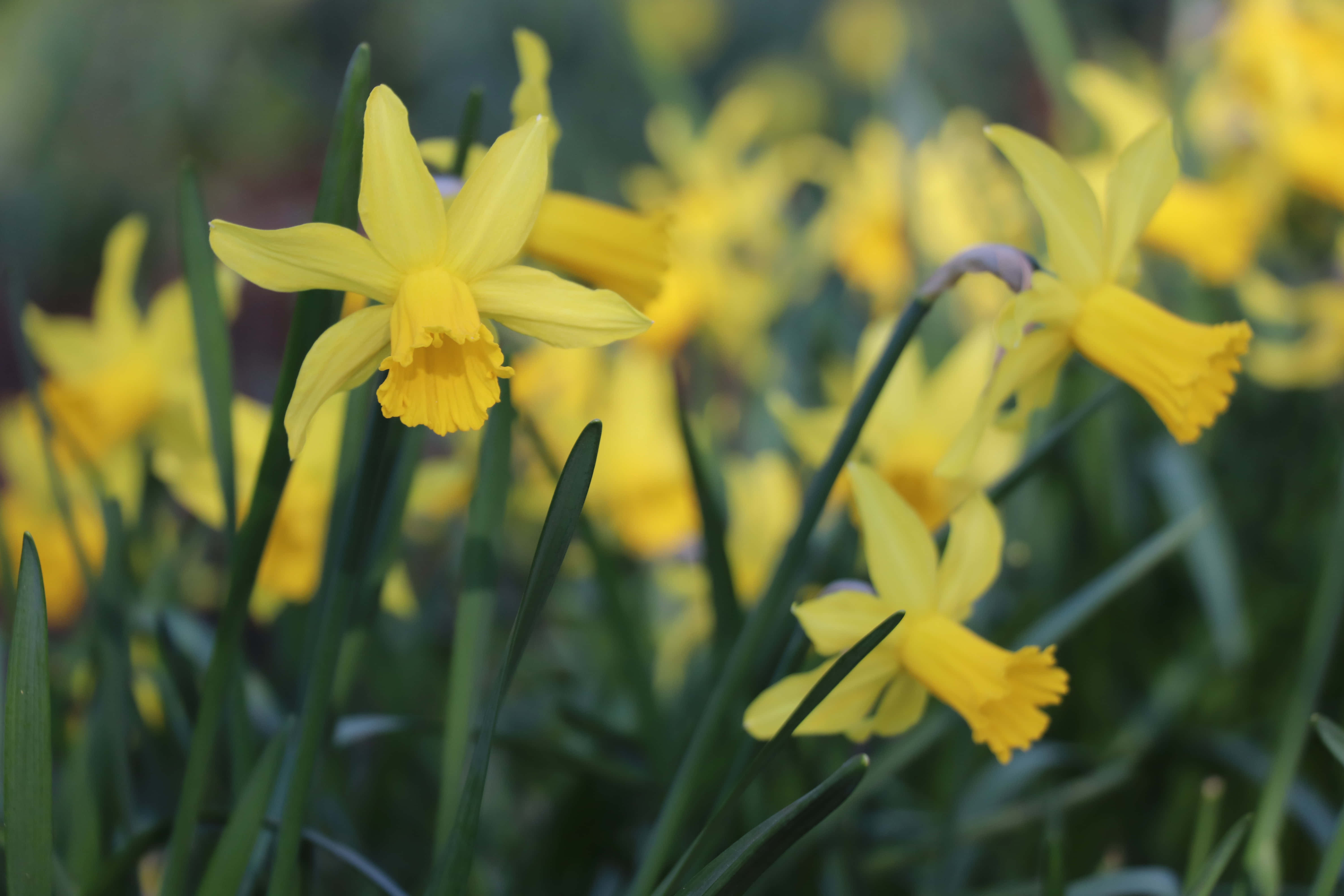 Daffodil 桌布 壁紙 — 鮮黃色的水仙花在自然日光下，以柔和焦點襯托著茂盛的綠色莖幹盛開。