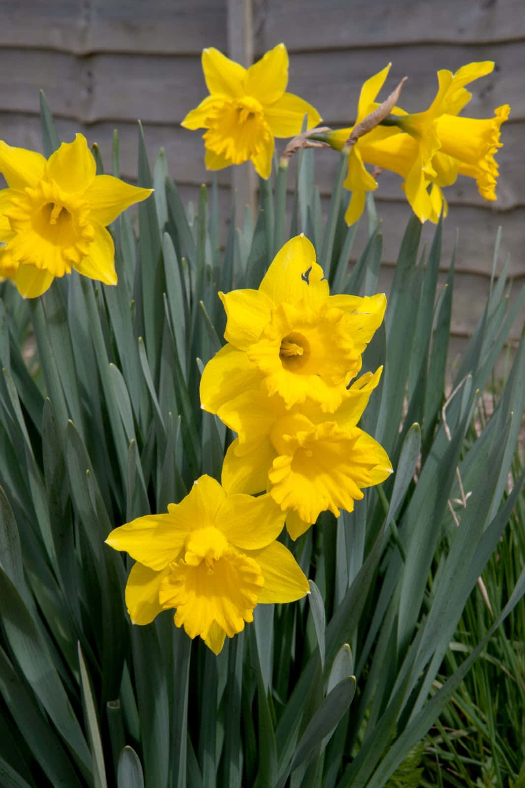 Daffodil 桌布 壁紙 — 鮮黃色的水仙花在花園中盛開，綠葉襯托著木柵欄背景。