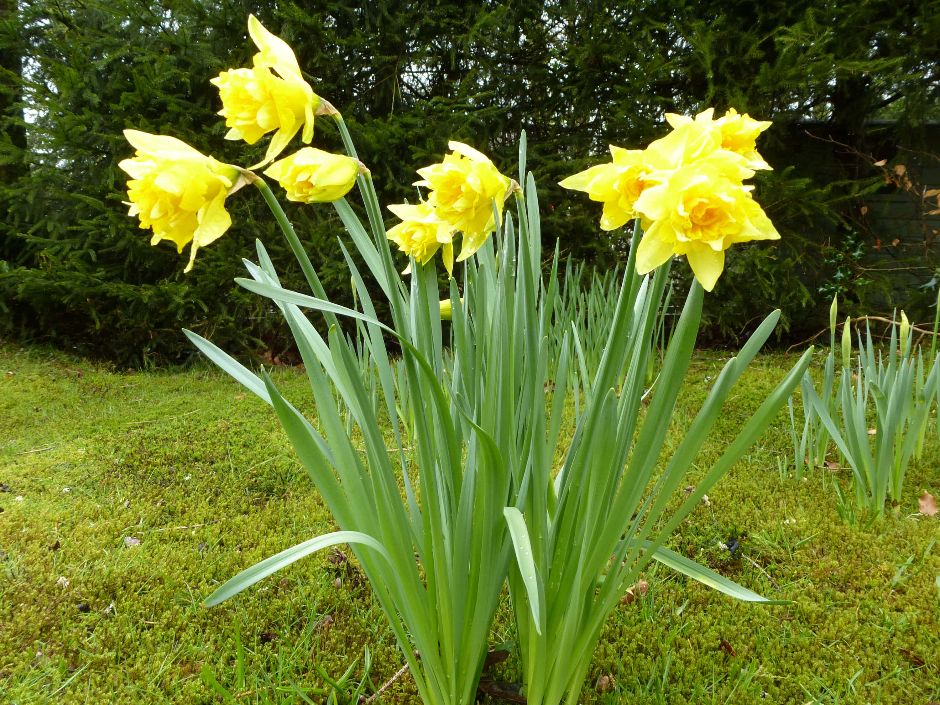 Daffodil 桌布 壁紙 — 鮮黃色的水仙花在茂密的綠色花園中盛開，地面長滿苔蘚，背景是深色的常綠樹。