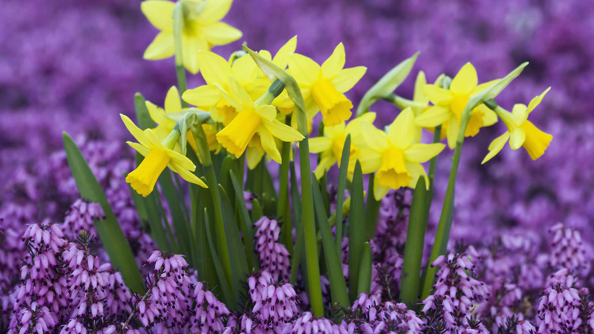 Yellow Daffodils 桌布 壁紙 — 鮮黃色的水仙花在茂盛的春日草地上，從紫色石楠花地毯中升起。