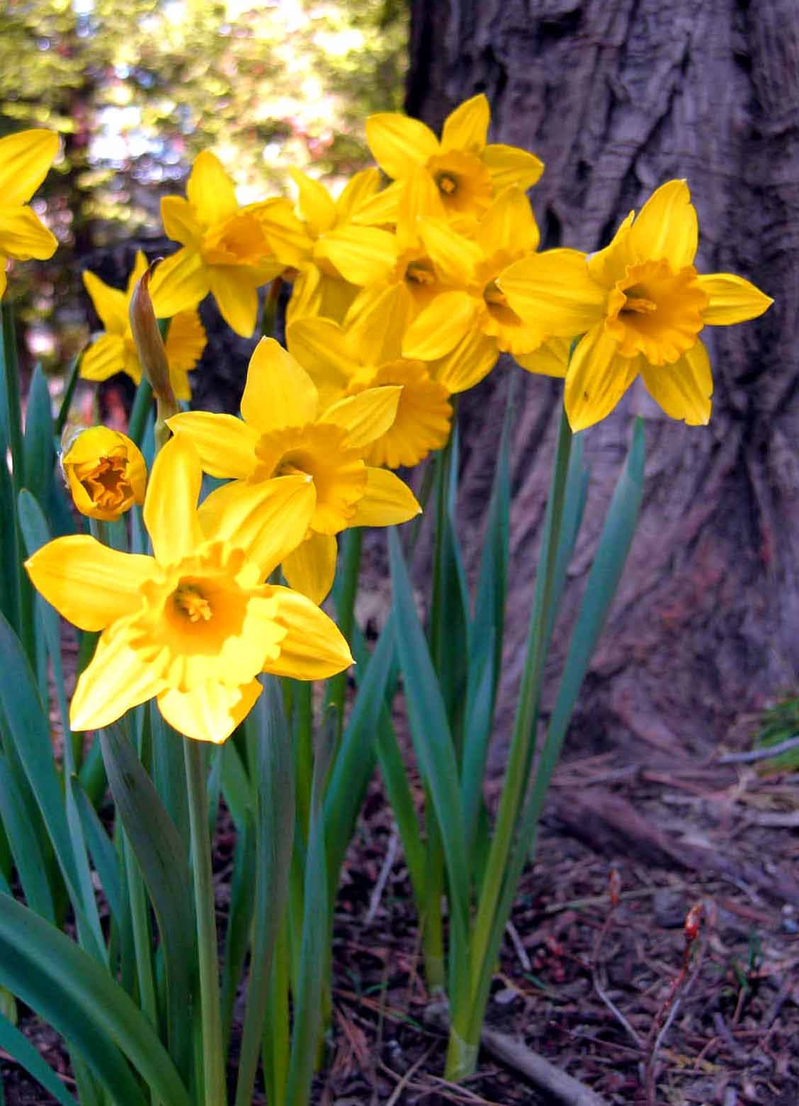 Daffodil 桌布 壁紙 — 鮮黃色的水仙花在陽光明媚的森林空地上，旁邊是紋理豐富的樹幹。
