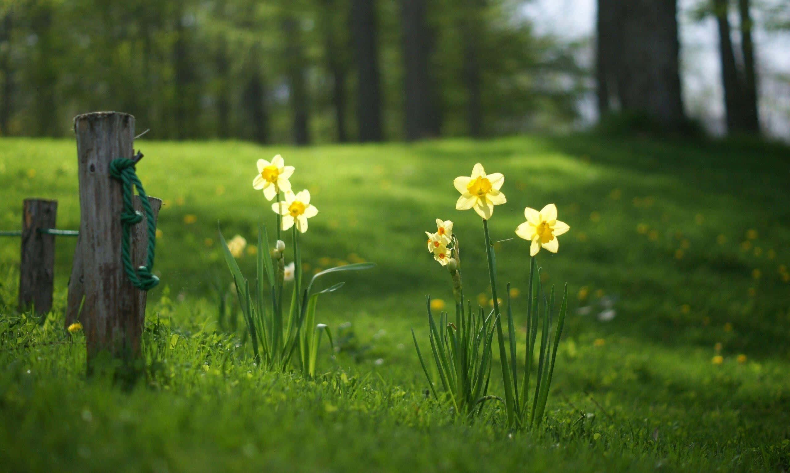 Yellow Daffodils 桌布 壁紙 — 鮮黃色的水仙花在陽光明媚的綠色草地上盛開，旁邊有一根質樸的木籬笆柱。