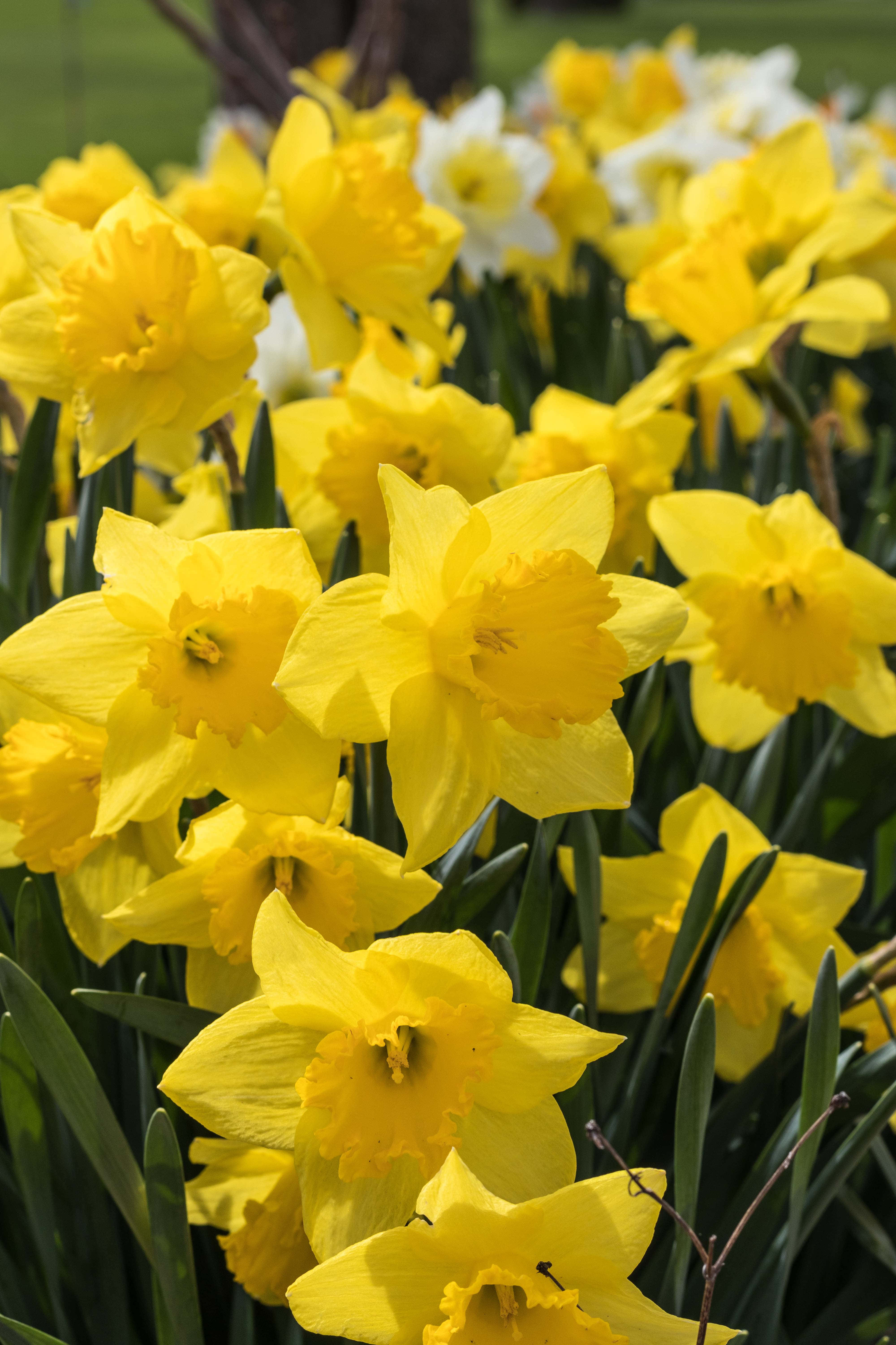 Daffodil 桌布 壁紙 — 鮮黃色的水仙花在陽光明媚的花園中密集盛開，背景有綠色葉子和一些白色花朵。