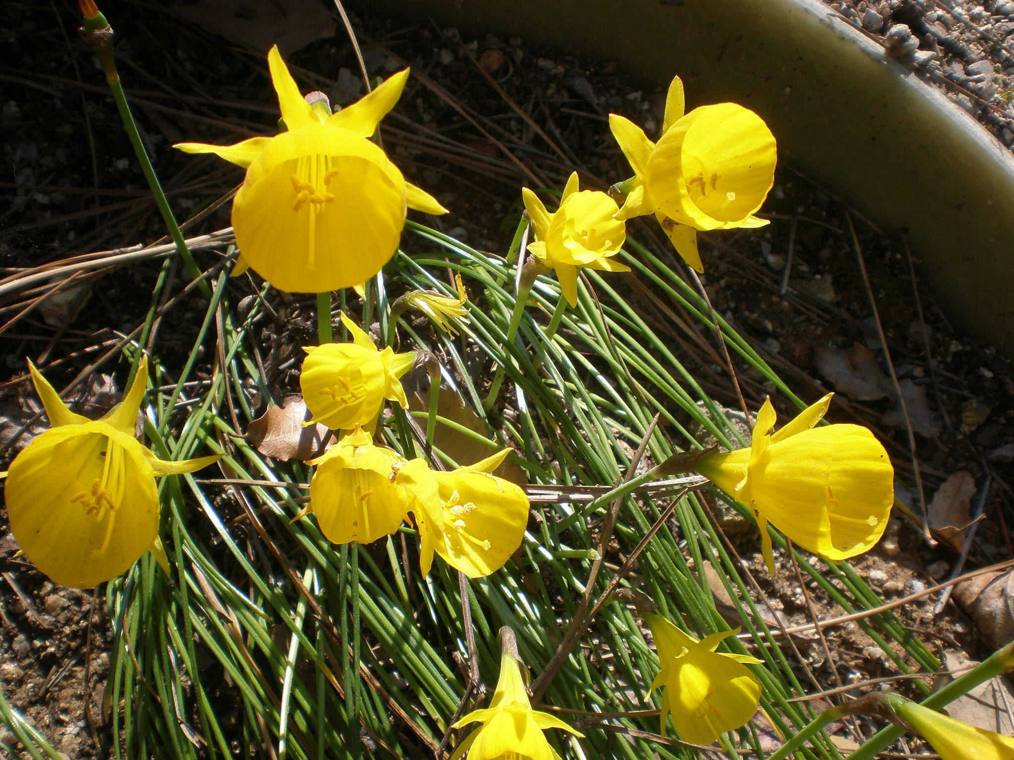 Narcissus 桌布 壁紙 — 鮮黃色的水仙花在陽光普照的花圃中，在綠草和松針間盛開。