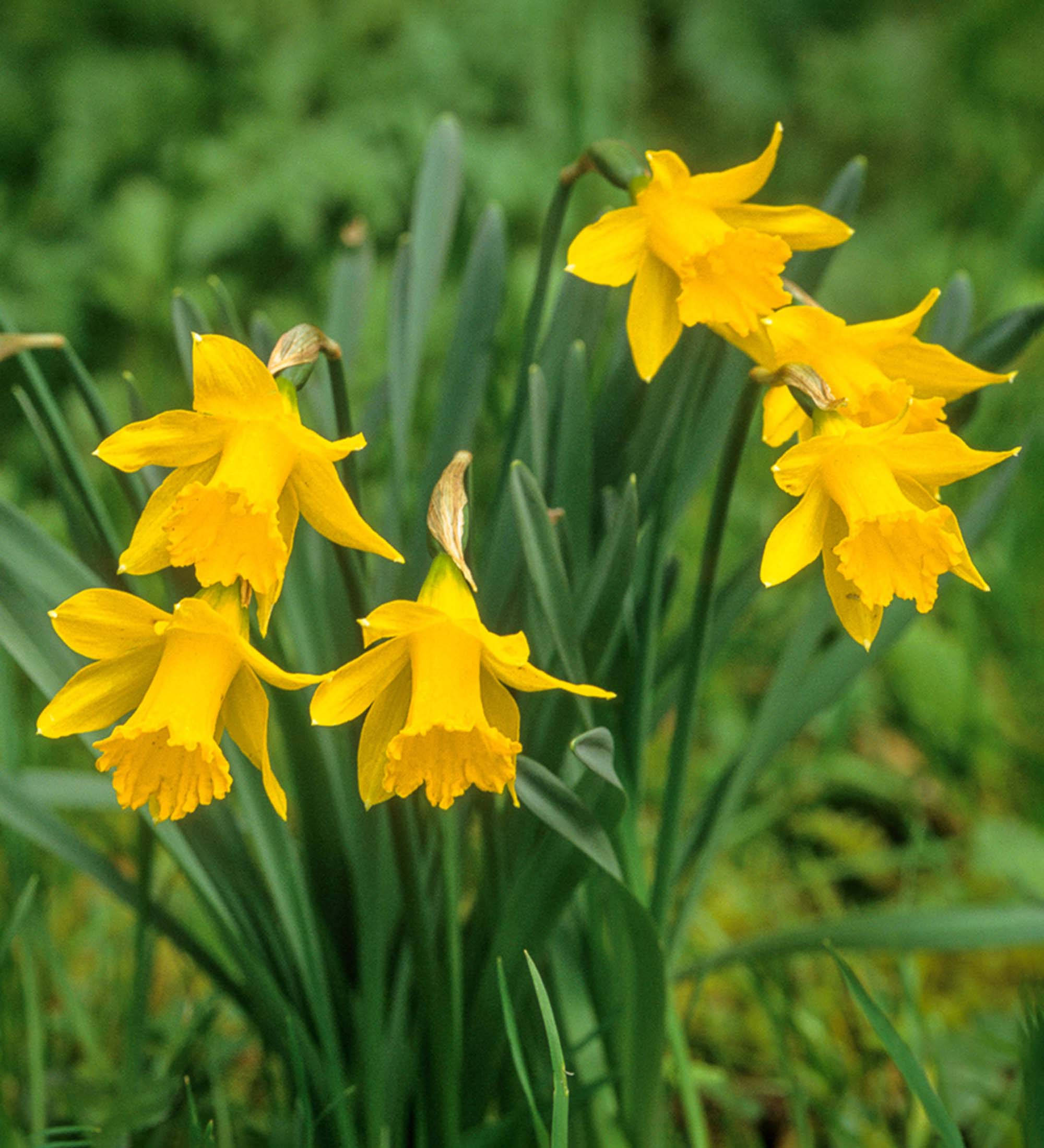 Narcissus 桌布 壁紙 — 鮮黃色的水仙花在陽光普照的花園場景中，在茂密的綠葉間盛開。