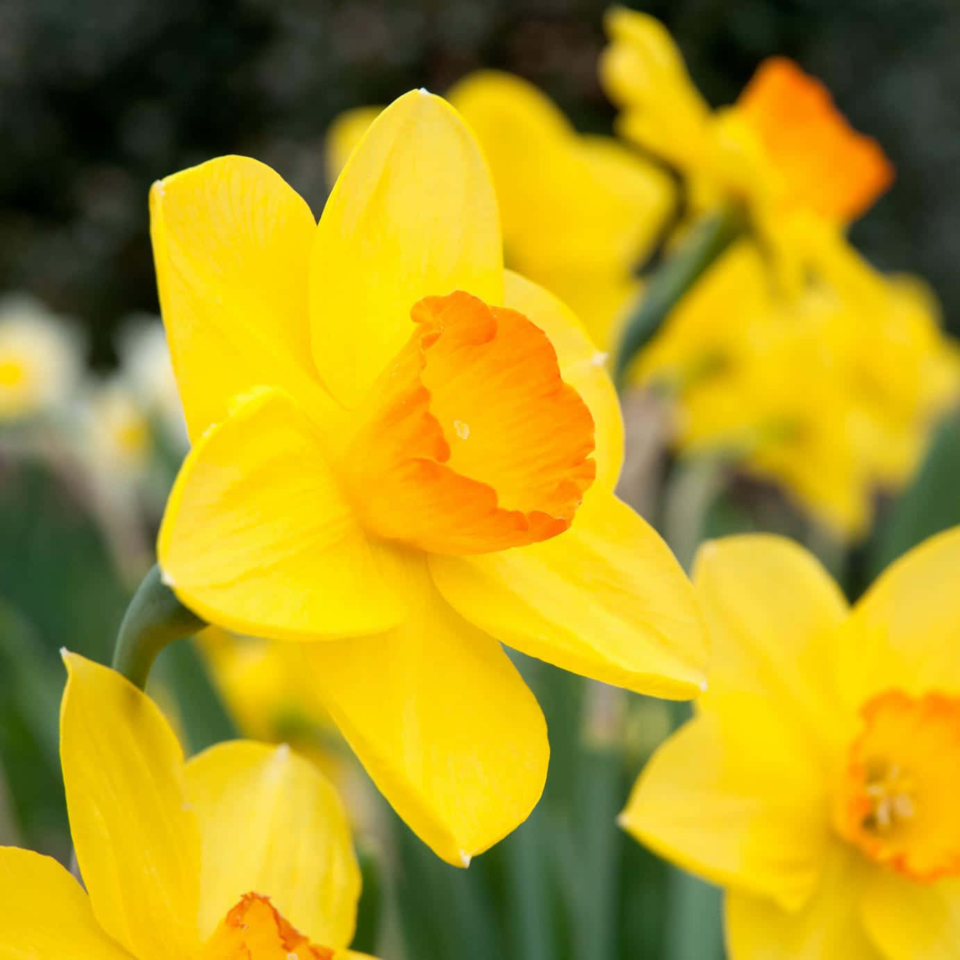 Daffodil 桌布 壁紙 — 鮮黃色的水仙花帶有橙色中心，在綠色葉子的背景下以柔和焦點綻放。