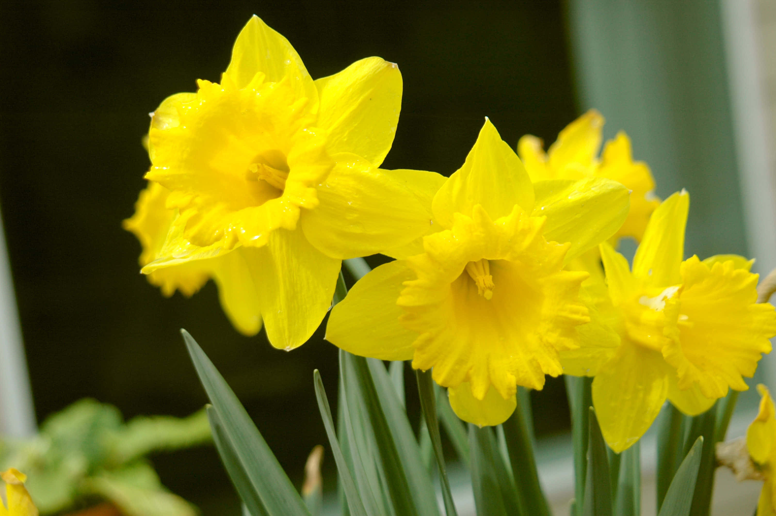 Daffodil 桌布 壁紙 — 鮮黃色的水仙花帶有露珠，在柔和模糊的綠色和灰色背景下明亮綻放。