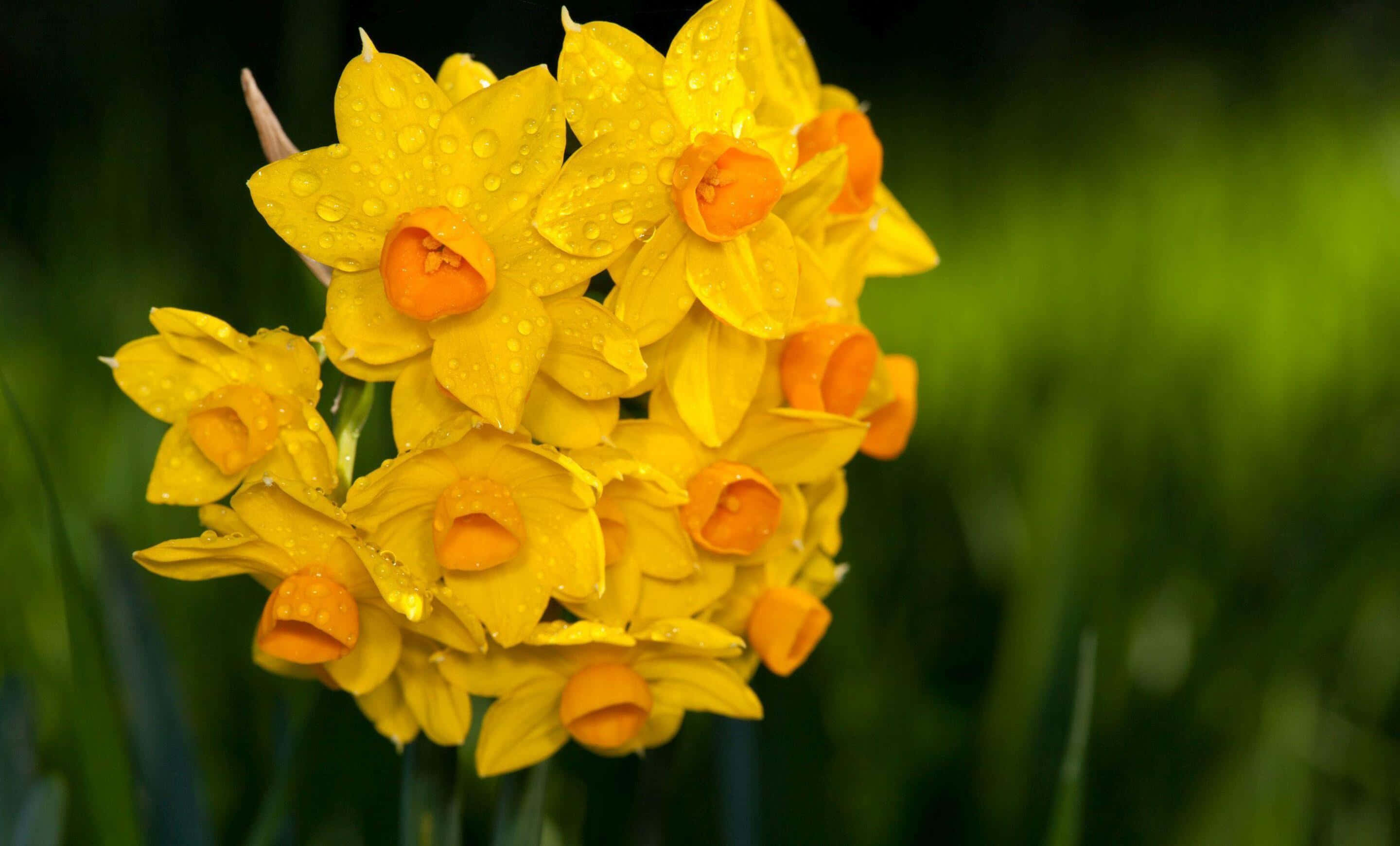 Yellow Daffodils 桌布 壁紙 — 鮮黃色的水仙花帶著露珠，在柔和的綠色模糊背景中綻放。