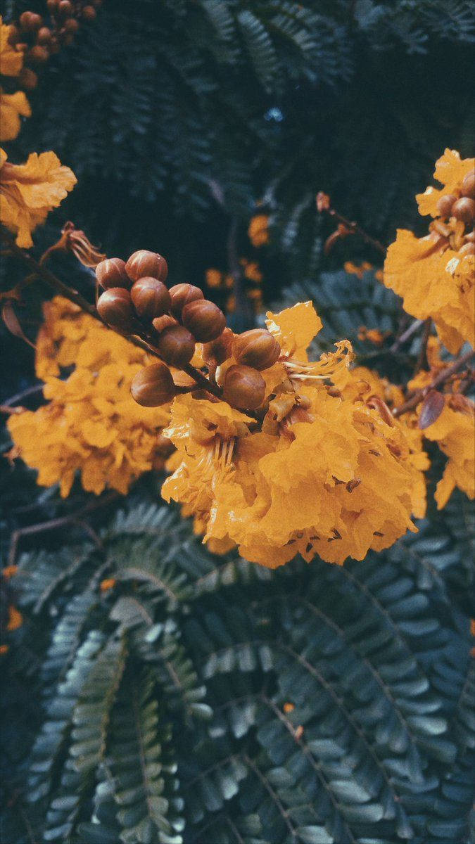 vsco 桌布 壁紙 — 鮮黃色的火焰樹花朵和種子莢在深綠色羽毛狀葉子的背景下發光。