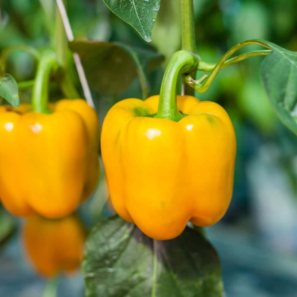 Yellow Bell Pepper 桌布 壁紙 — 鮮黃色的甜椒在陽光明媚的花園中，從茂盛的綠色藤蔓上成熟且光澤地垂掛著。