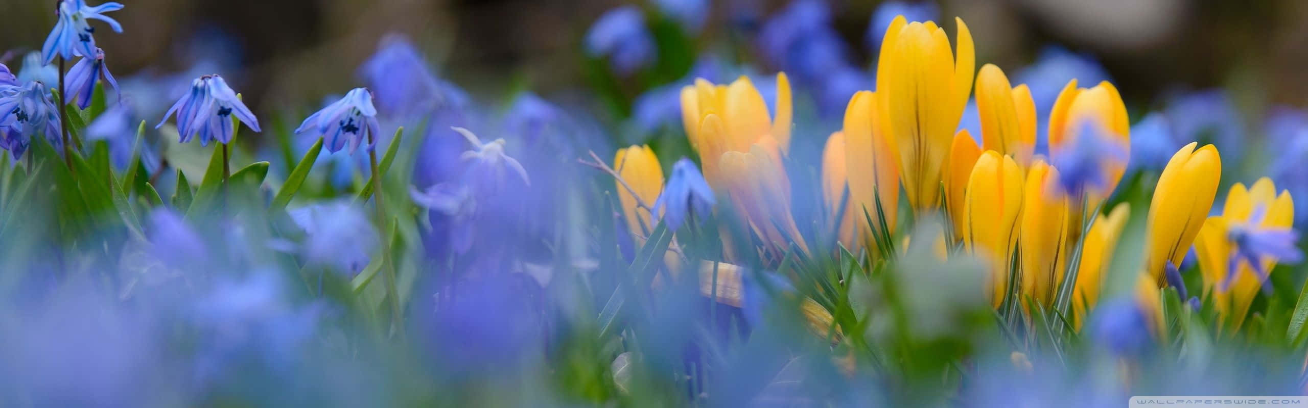 Spring Dual Screen 桌布 壁紙 — 鮮黃色的番紅花和精緻的藍色雪花蓮在柔焦的春天草地上一起盛開。