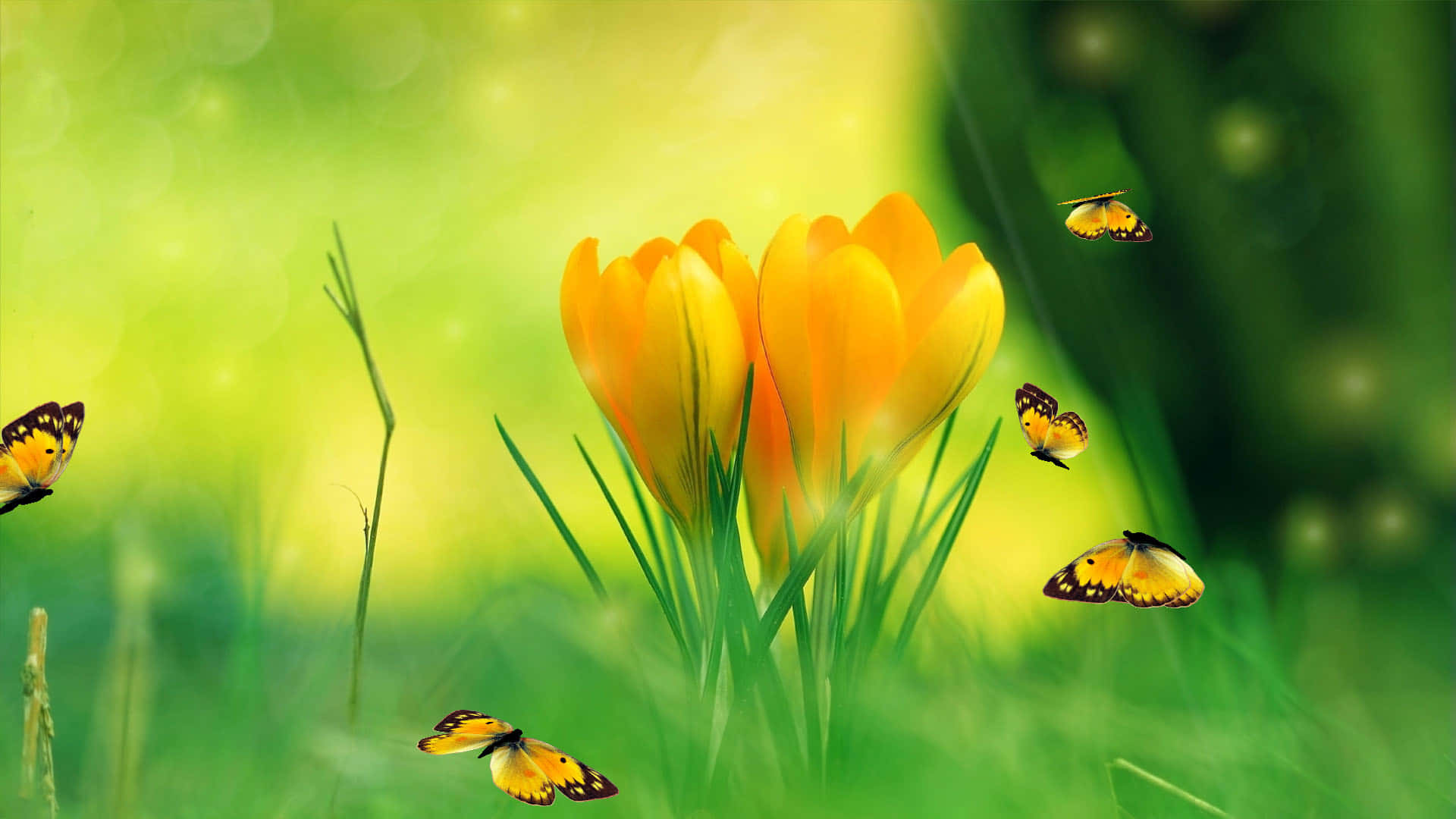 screensaver 桌布 壁紙 — 鮮黃色的番紅花在茂盛的綠草中盛開，蝴蝶在柔和的陽光中翩翩飛舞。
