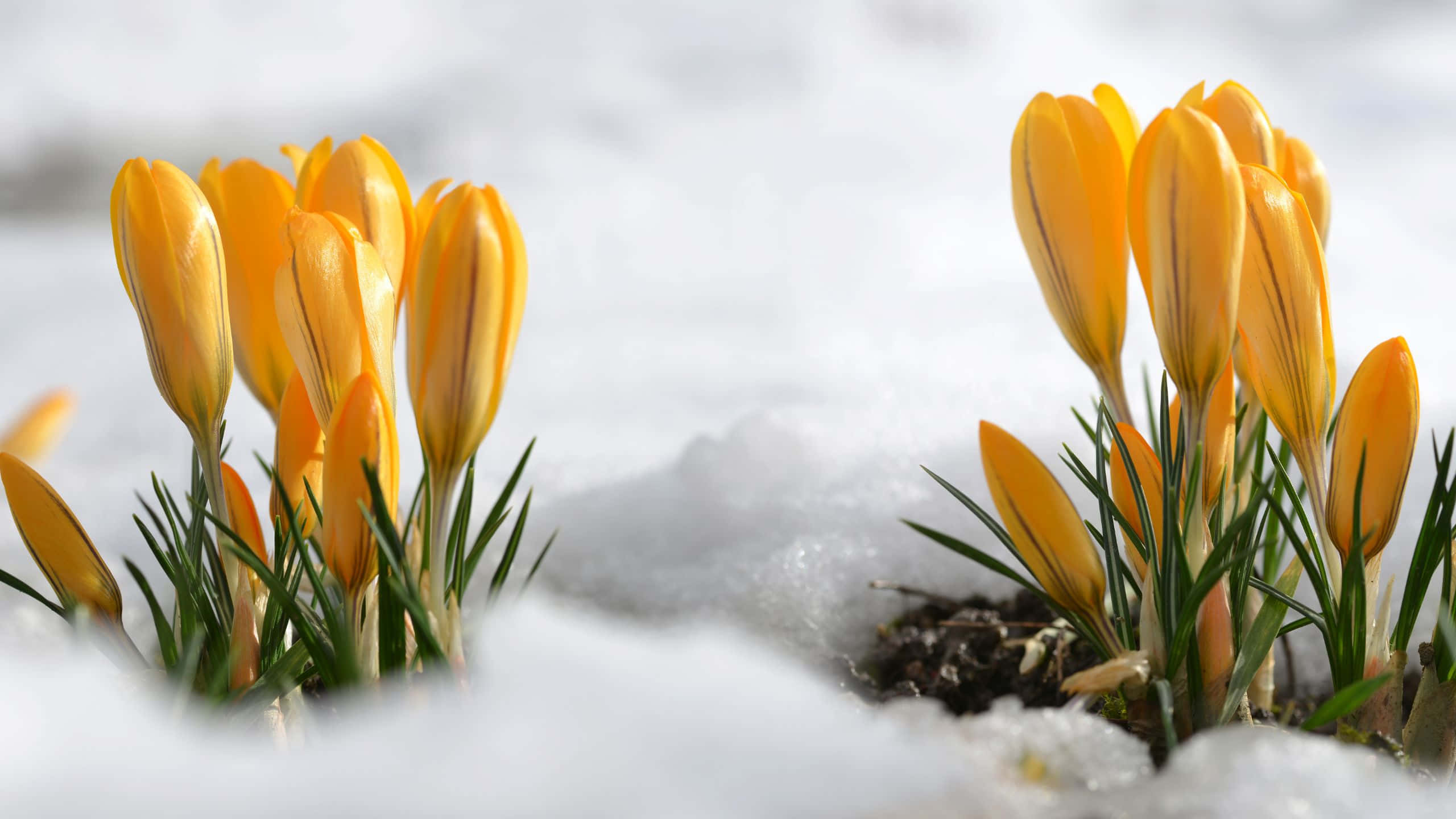 Tulips 桌布 壁紙 — 鮮黃色的番紅花花朵從融雪中冒出，構成清新的早春景象。