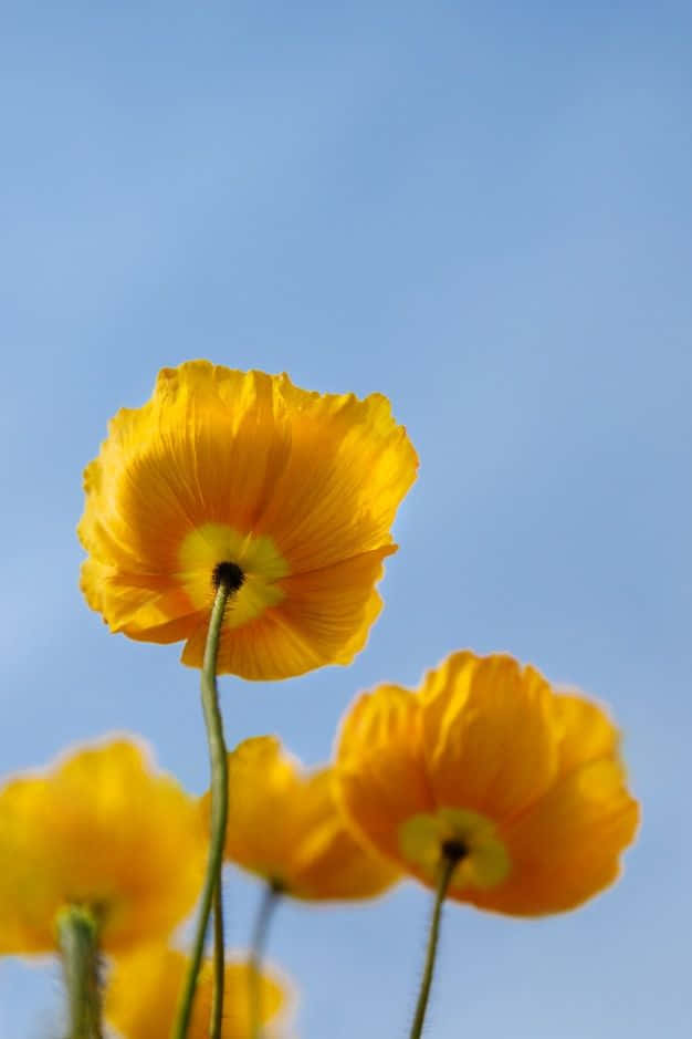 Flowers 桌布 壁紙 — 鮮黃色的罌粟花在晴朗的藍天下，於陽光明媚的田野中盛開。