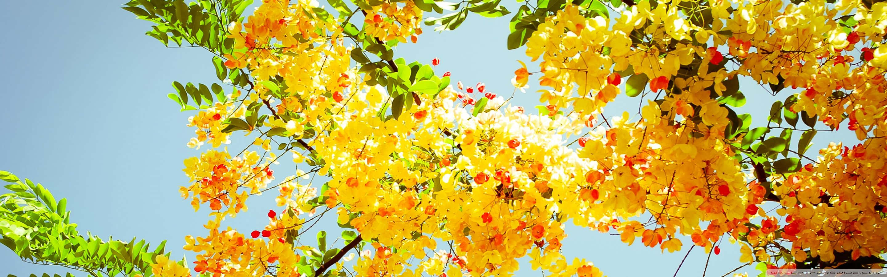 Spring Dual Screen 桌布 壁紙 — 鮮黃色的花朵和綠葉在陽光普照的樹冠景觀中，垂掛在清澈的藍天上。