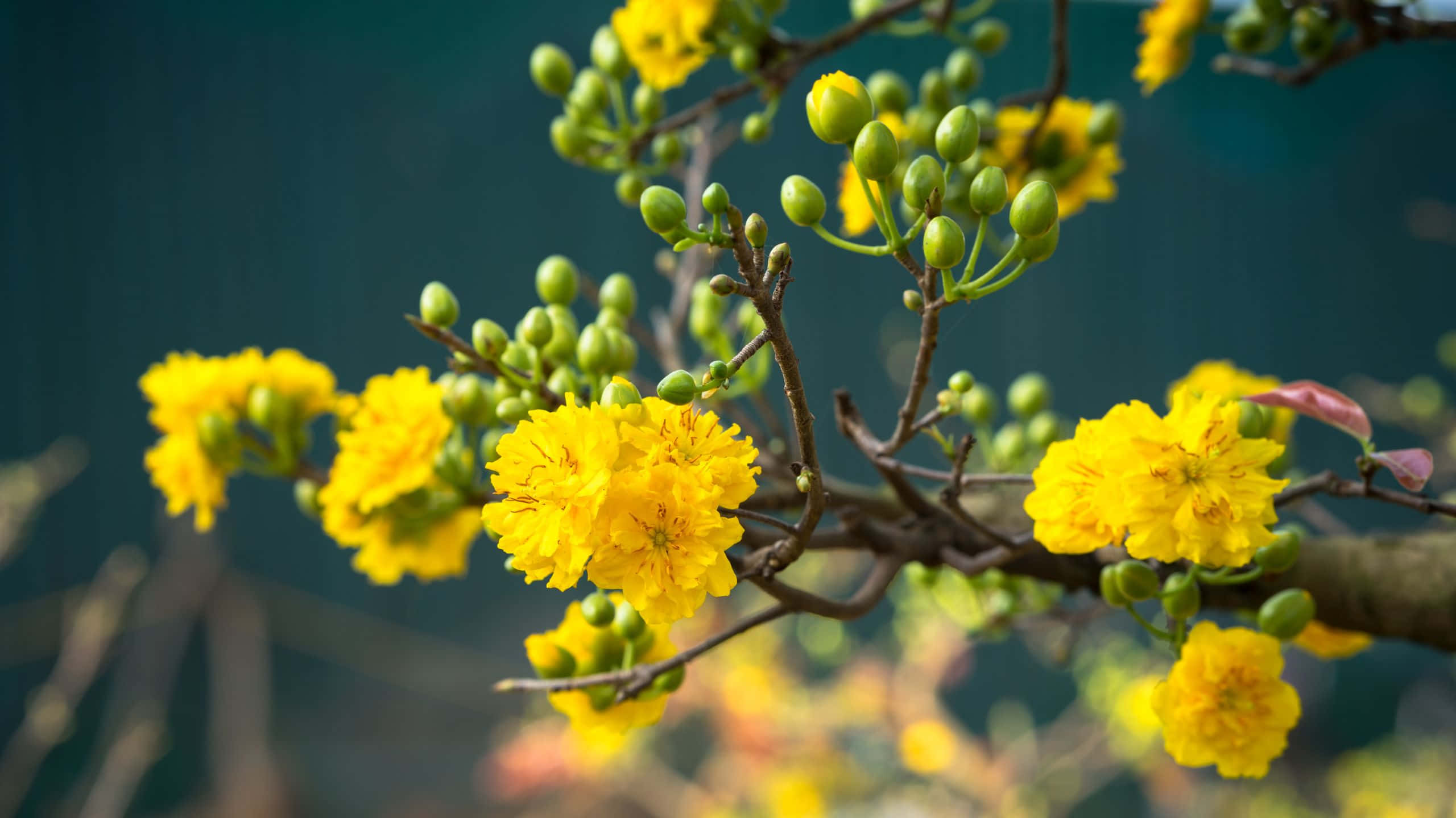 Flowers 桌布 壁紙 — 鮮黃色的花朵在樹枝上盛開，伴隨著綠色的花蕾，背景是柔和模糊的青綠色。
