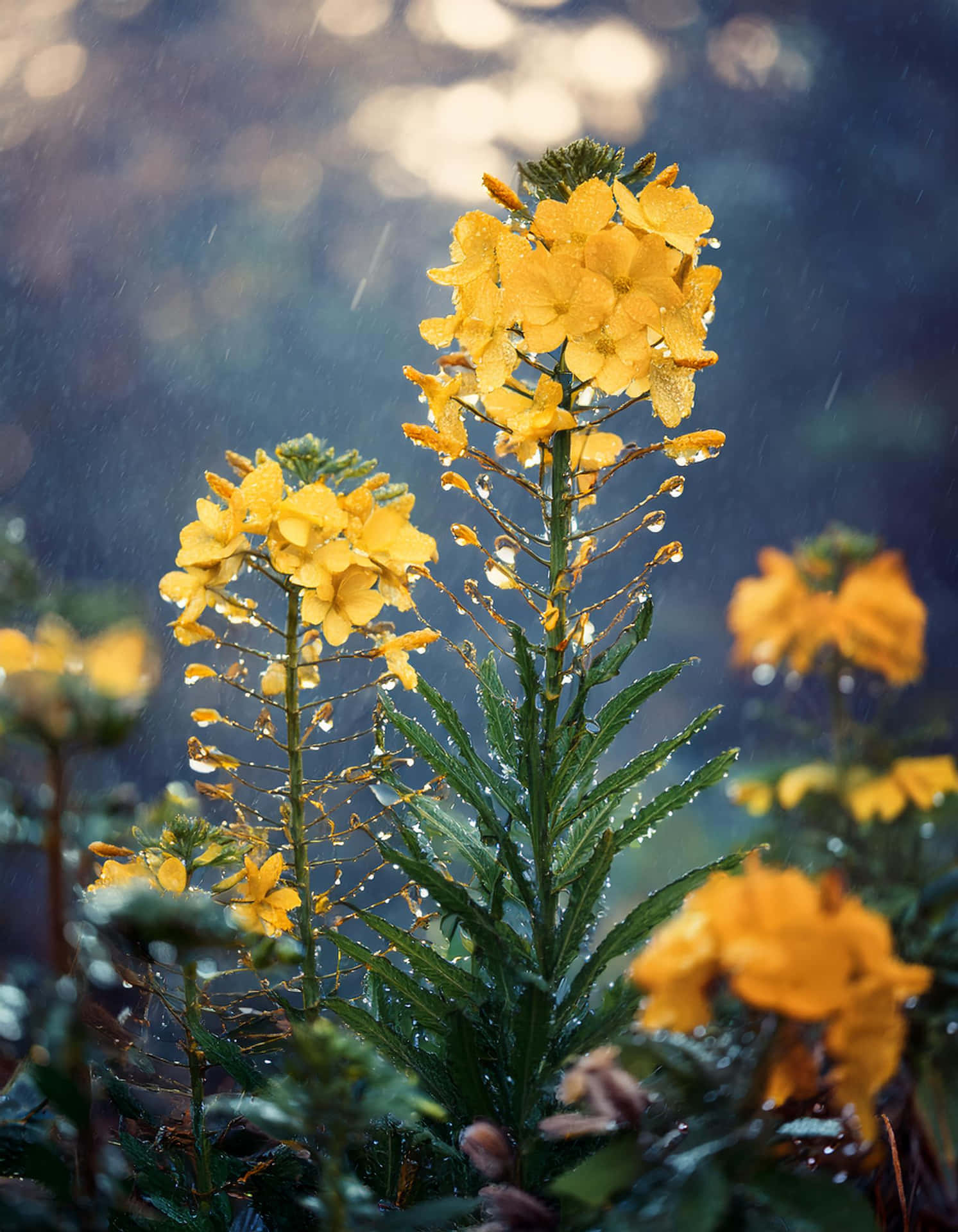 The Shine of Yellow Flower in the Rain 壁紙 — 鮮黃色的花朵在雨滴中閃閃發光，映襯著柔和的藍色散景背景。