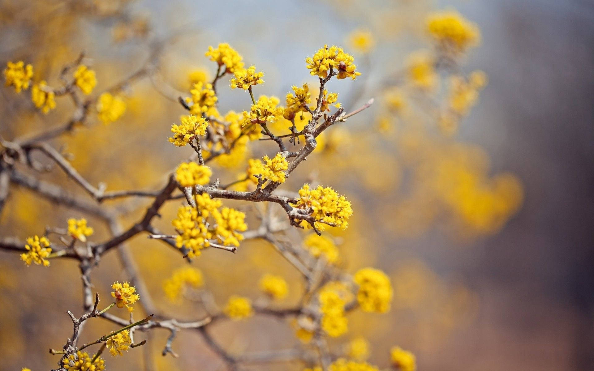 Yellow Aesthetic Desktop 桌布 壁紙 — 鮮黃色的花朵簇生在光禿禿的樹枝上，背景是柔和模糊的泥土色調。