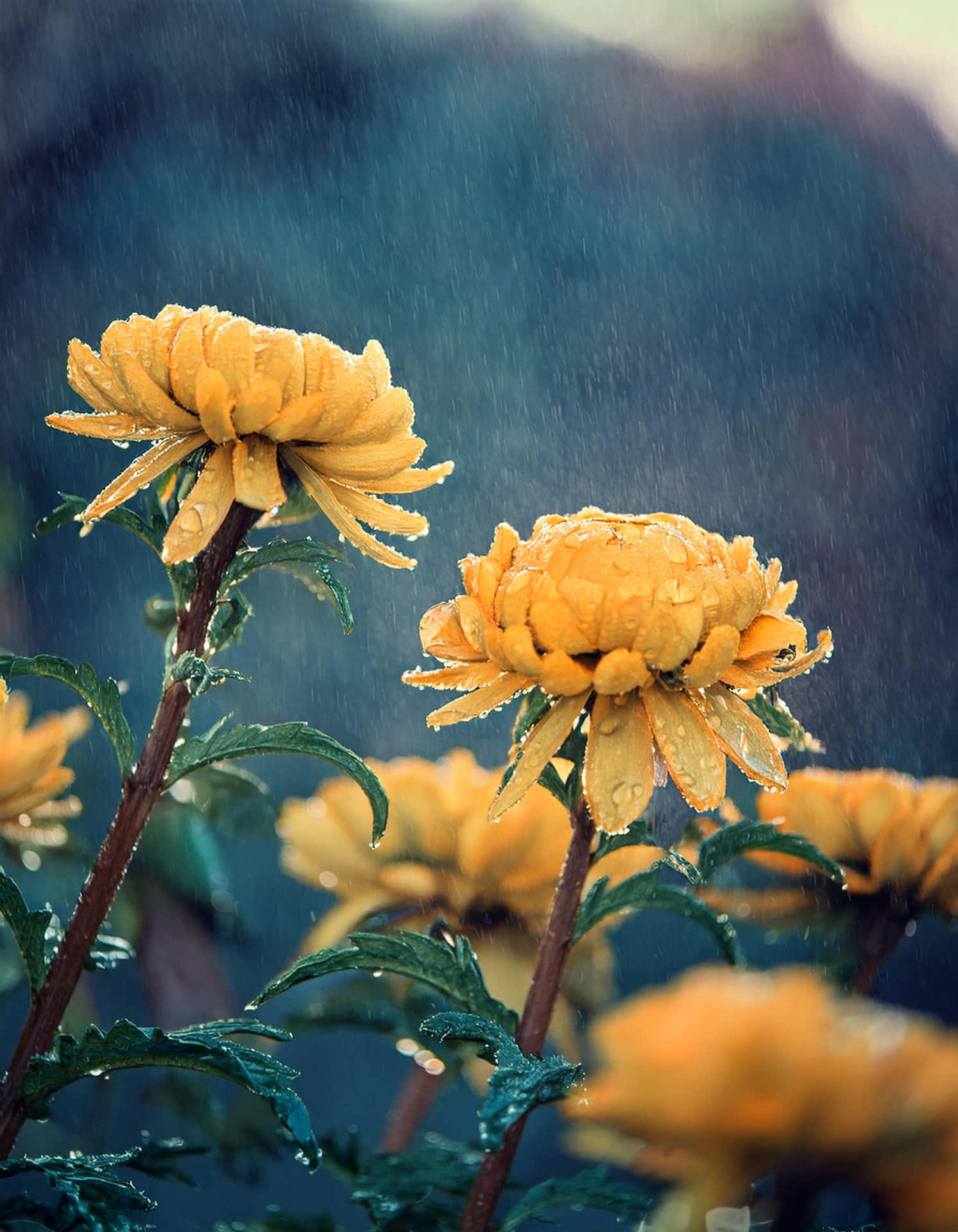 The Shine of Yellow Flower in the Rain 壁紙 — 鮮黃色的菊花在模糊的藍色背景上閃爍著雨滴。