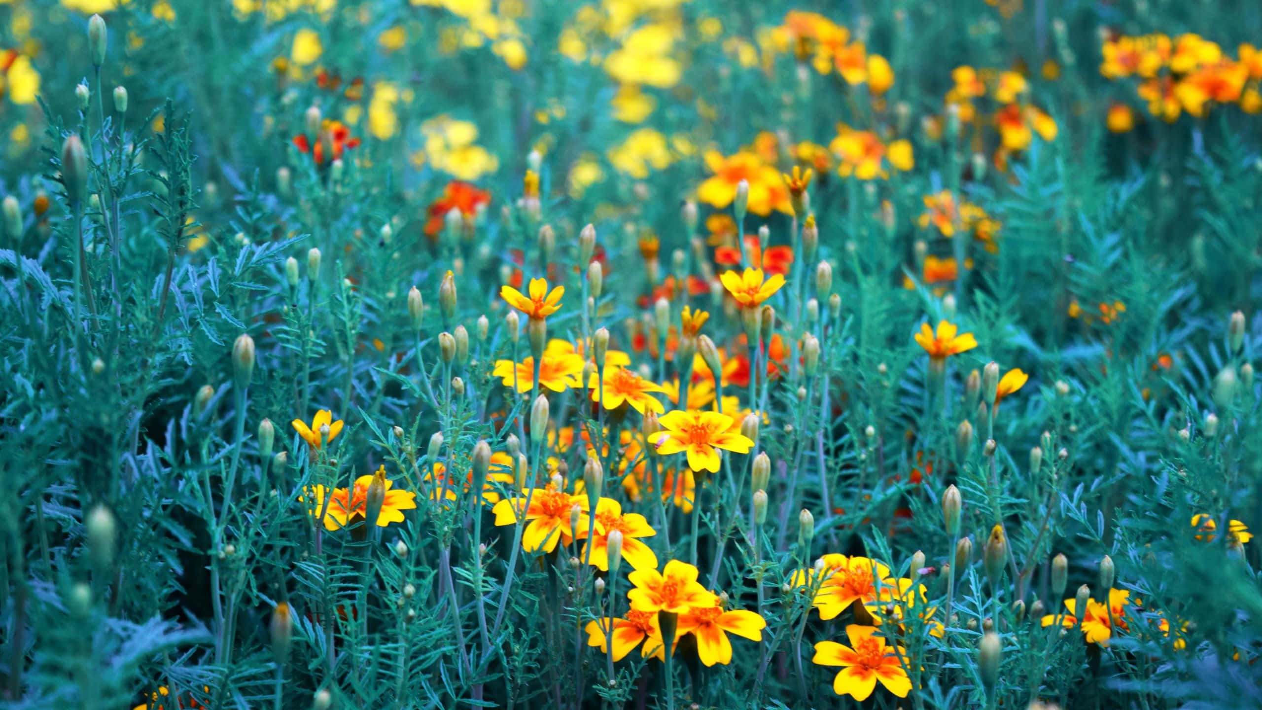 Yellow Aesthetic Flower Desktop 桌布 壁紙 — 鮮黃色的萬壽菊在陽光明媚的草地上，在茂密的綠葉中盛開。