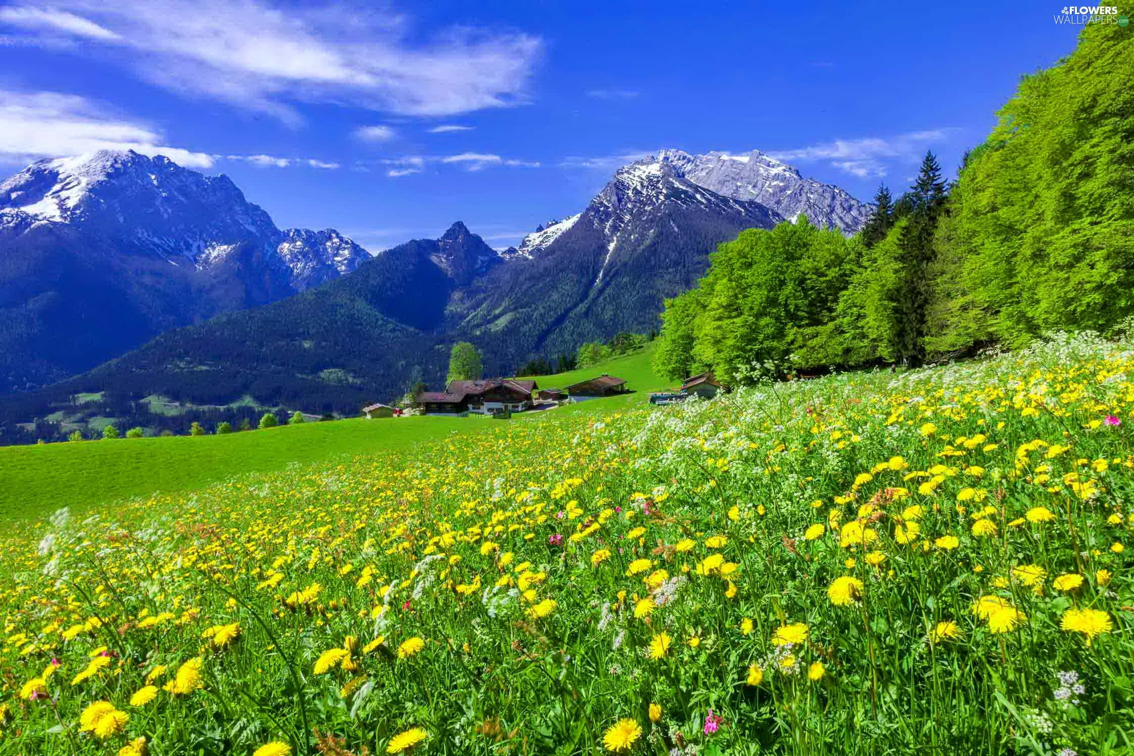 Spring Meadow 桌布 壁紙 — 鮮黃色的蒲公英在陽光明媚的草地上盛開，背景是白雪覆蓋的山脈和一座木屋，天空清澈湛藍。