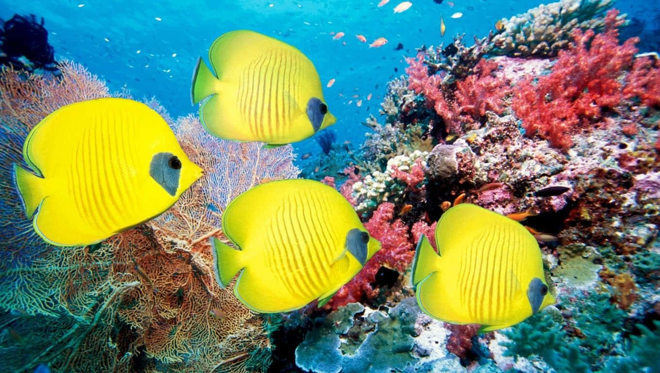 HD Fish 桌布 壁紙 — 鮮黃色的蝴蝶魚在清澈的藍色熱帶水域中，於色彩繽紛的珊瑚礁間優雅地游動。